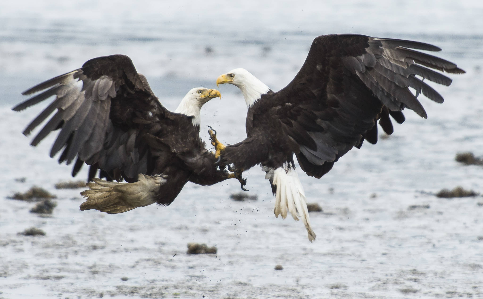 Bald eagles fight over salmon on the outgoing tide near the Macaulay Salmon Hatchery on Tuesday, July 17, 2018. (Michael Penn | Juneau Empire)