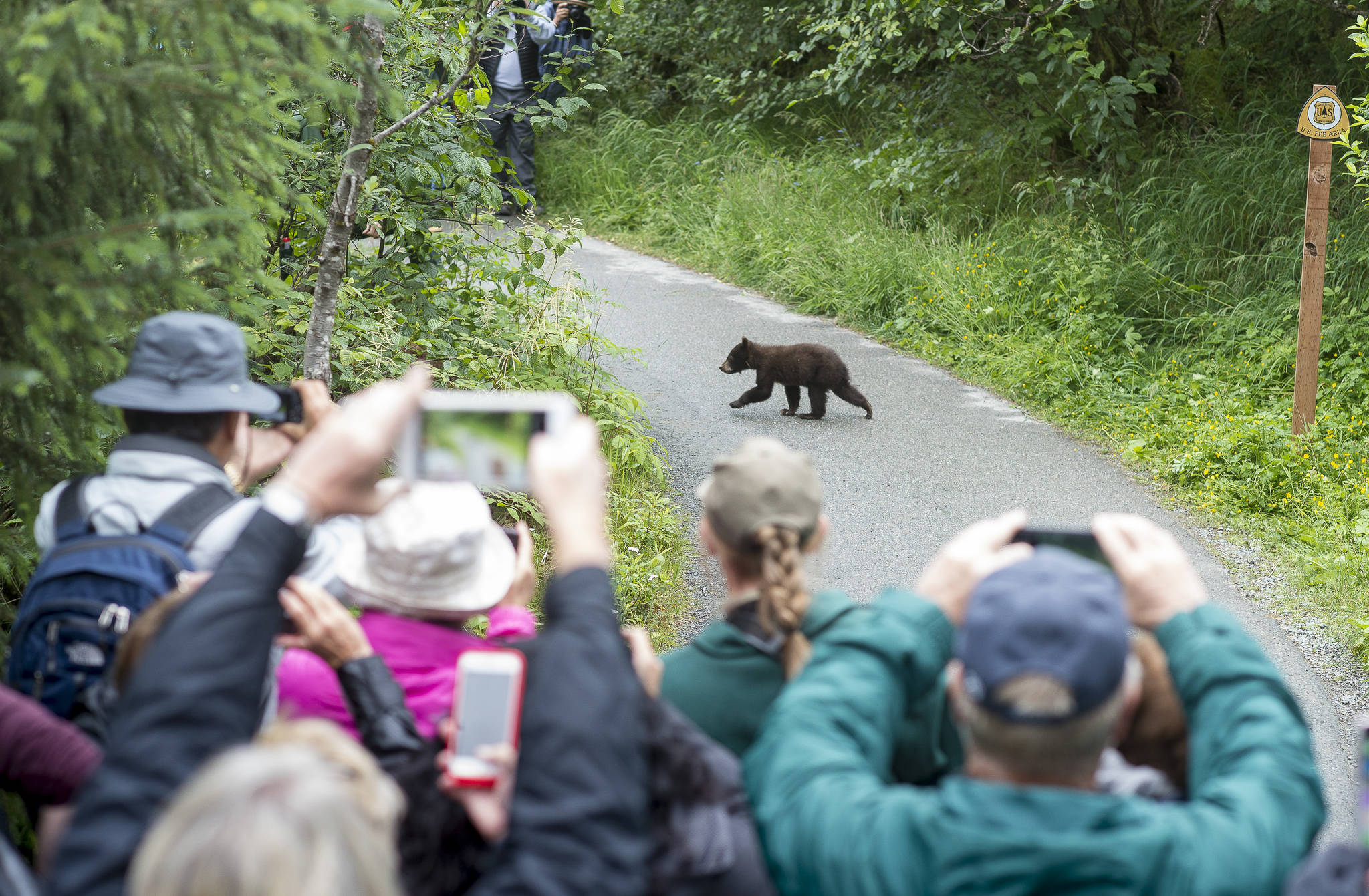 Tourists watch as one of two cubs belonging to an 18-year-old sow black bear crosses the path between groups of tourists visiting the Mendenhall Glacier Visitor Center on Wednesday, July 18, 2018. (Michael Penn | Juneau Empire)