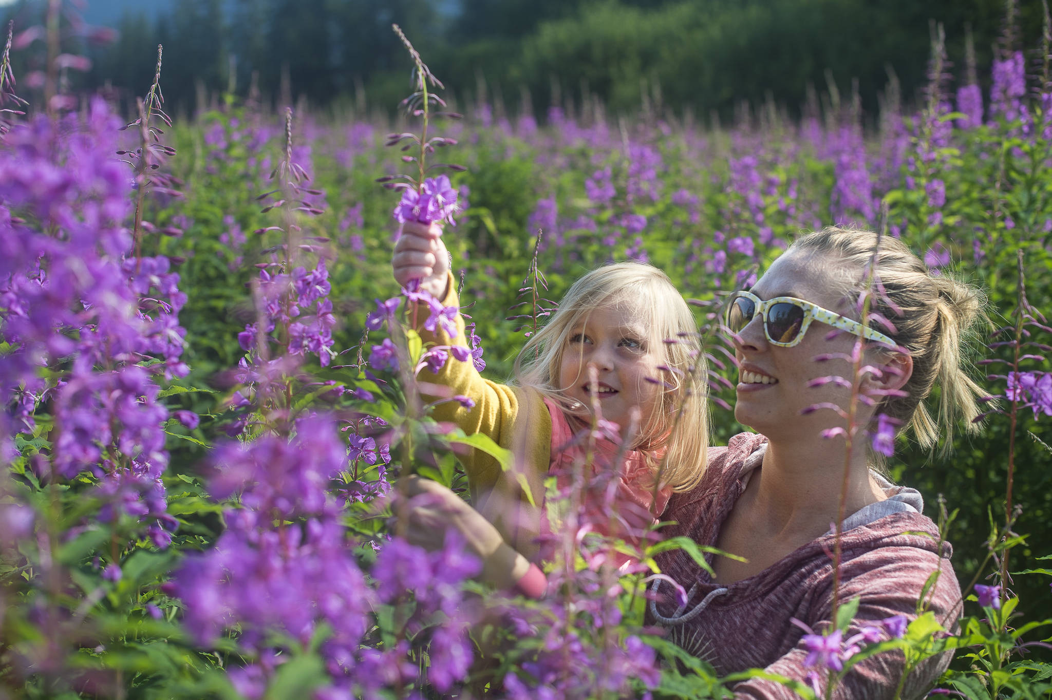 Jessica Keeler and her daughter, Lilly, 3, pick fireweed petals at Kaxdigoowu Héen Dei Park to make jelly on Monday, July 23, 2018. (Michael Penn | Juneau Empire)