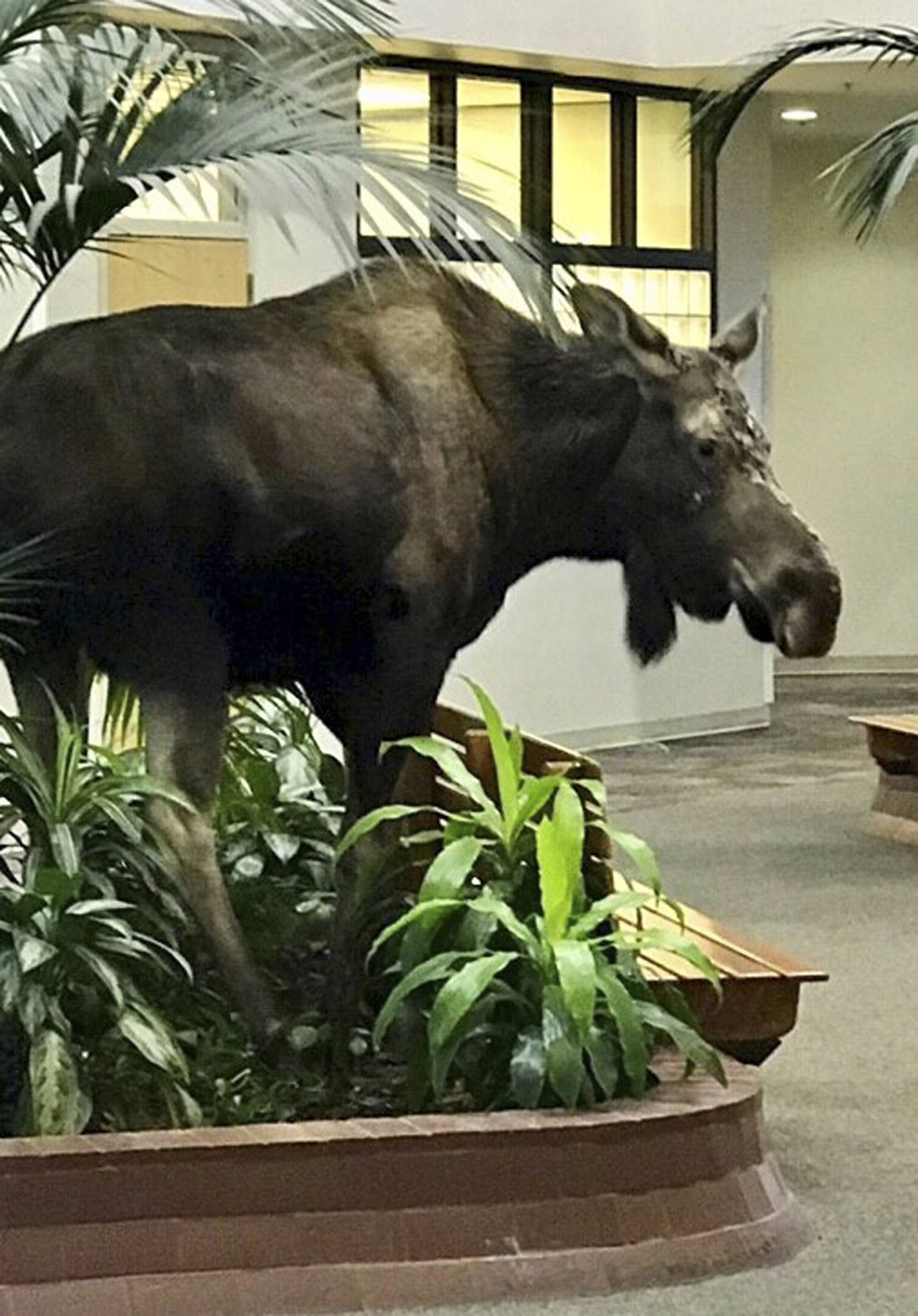 This Jan. 7, 2019 photo provided by Anchorage Regional Hospital shows a moose that had wandered into its therapy facility in Anchorage, Alaska, through doors that were stuck open because of extreme cold temperatures. The moose chomped on some plants in the lobby and stuck around for about 10 minutes before leaving the building. (Alaska Regional Hospital via the Associated Press)