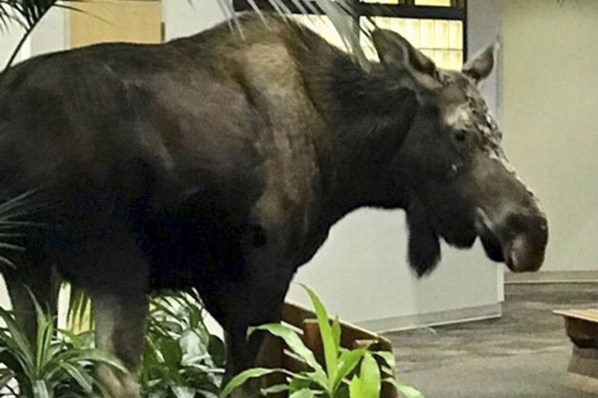 A moose walks into an Anchorage hospital, finds a snack