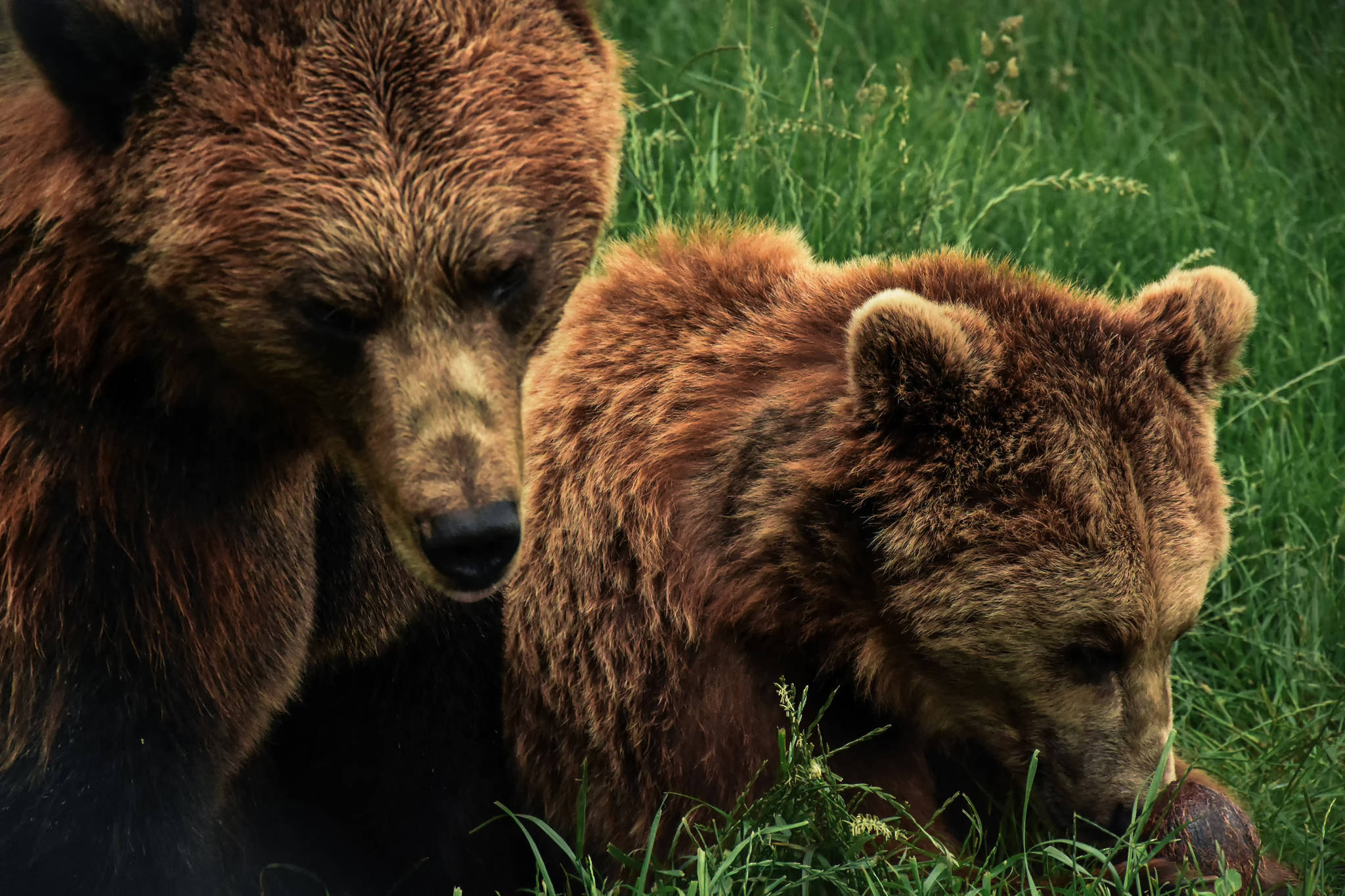 Alaska guide pleads guilty to herding bears toward clients