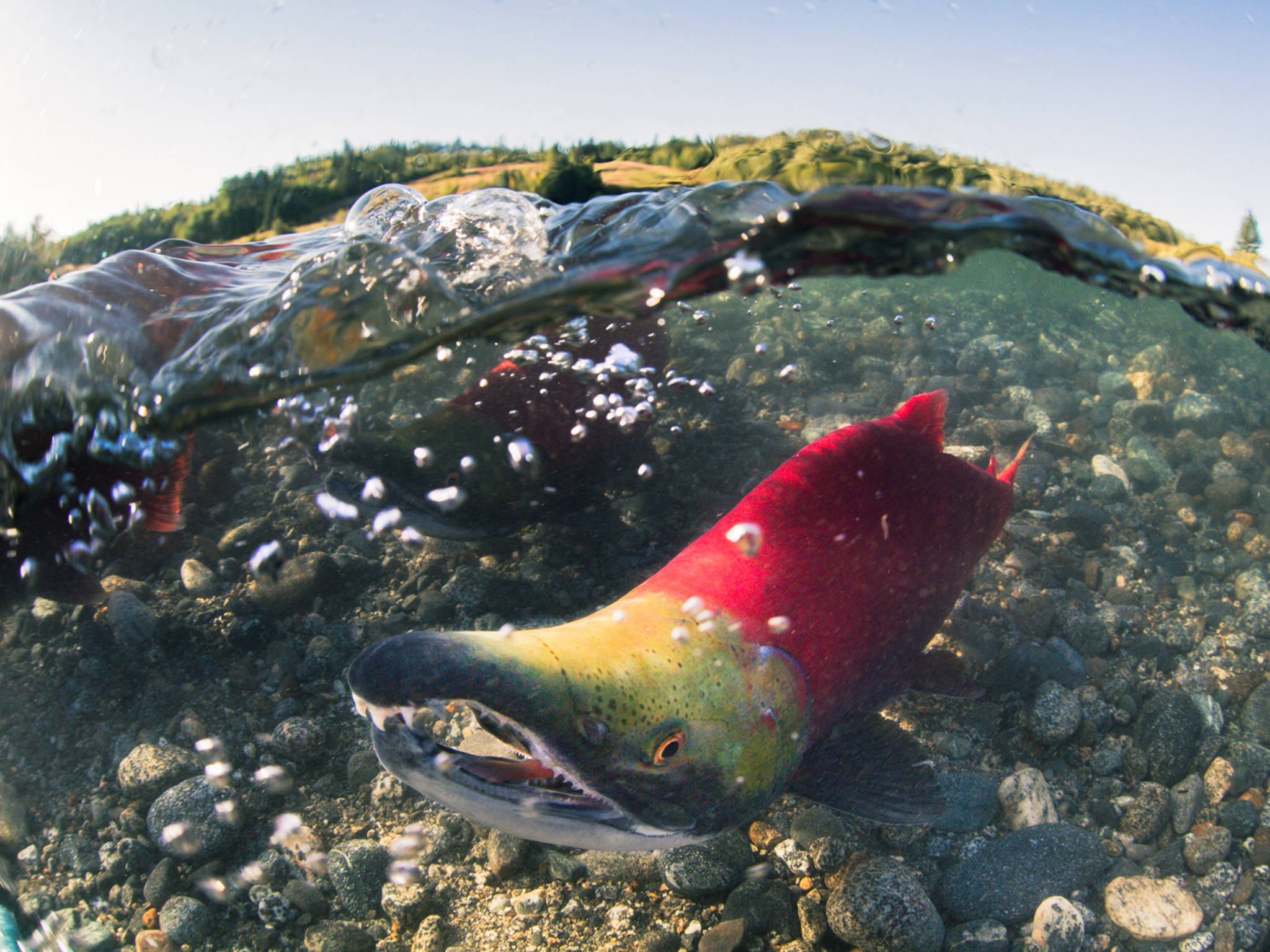 This honorable mention photo from the International Year of the Salmon photo challenge shows a sockeye salmon swimming upstream to spawn. (Courtesy Photo | Jason Ching)
