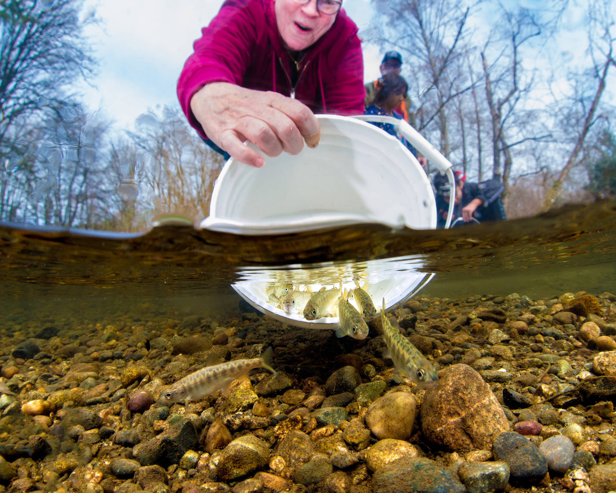 This photo, which won the International Year of the Salmon photo challenge for the Pacific, shows a woman releasing Chinook salmon fry in Surrey, British Columbia, south of the Fraser River. (Courtesy Photo | Fernando Lessa)