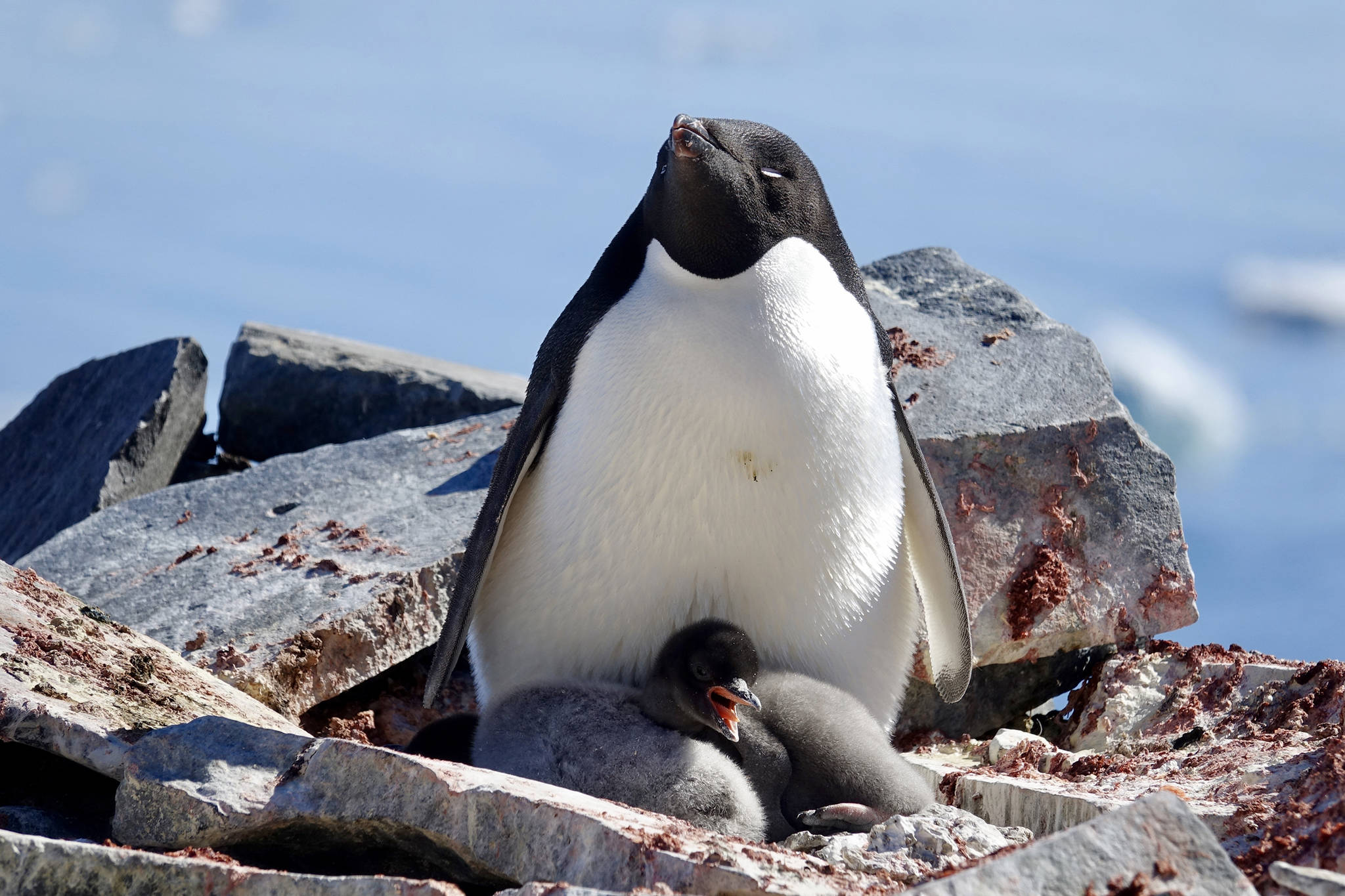 An Adélie penguin stands with a chick at Paulet Island in the Weddell Sea. Jack Kreinheder saw four different breeds of penguins during a recent trip to Antarctica. (Courtesy Photo | Jack Kreinheder)
