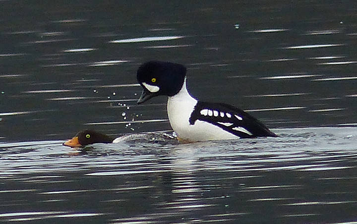 A female Barrow’s goldeneye mates with the male she has chosen from a group of competing males. (Courtesy Photo | Bob Armstrong)