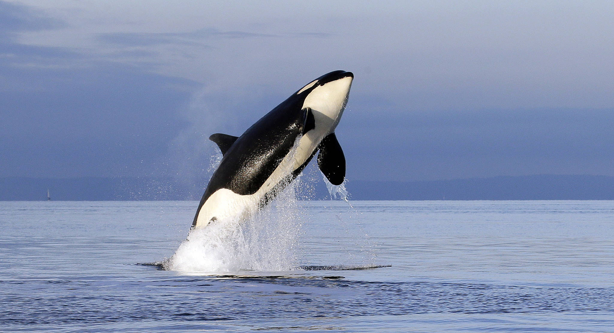 In this Jan. 18, 2014 photo, an endangered female orca leaps from the water while breaching in Puget Sound west of Seattle, Wash. For years, scientists have identified dams, pollution and vessel noise as causes of the troubling decline of the Pacific Northwest’s resident killer whales. Now, they may have found a new and more surprising culprit: pink salmon. Salmon researchers perusing data on the website of the Center for Whale Research noticed a startling trend: that for the past two decades, significantly more of the whales have died in even-numbered years than in odd years. In a newly published paper, they speculate that the pattern is related to pink salmon, which return to the waters between Washington state and Canada in enormous numbers every other year. (Elaine Thompson | Associated Press File)