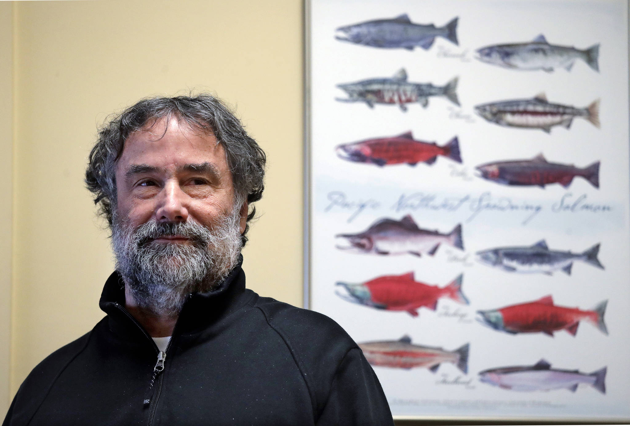 Salmon researcher Greg Ruggerone, one of a group of scientists who noticed a startling trend about the deaths of endangered southern resident orca whales, stands with a chart showing various salmon species his office Friday, Jan. 18, 2019, in Seattle. (Elaine Thompson | Associated Press)