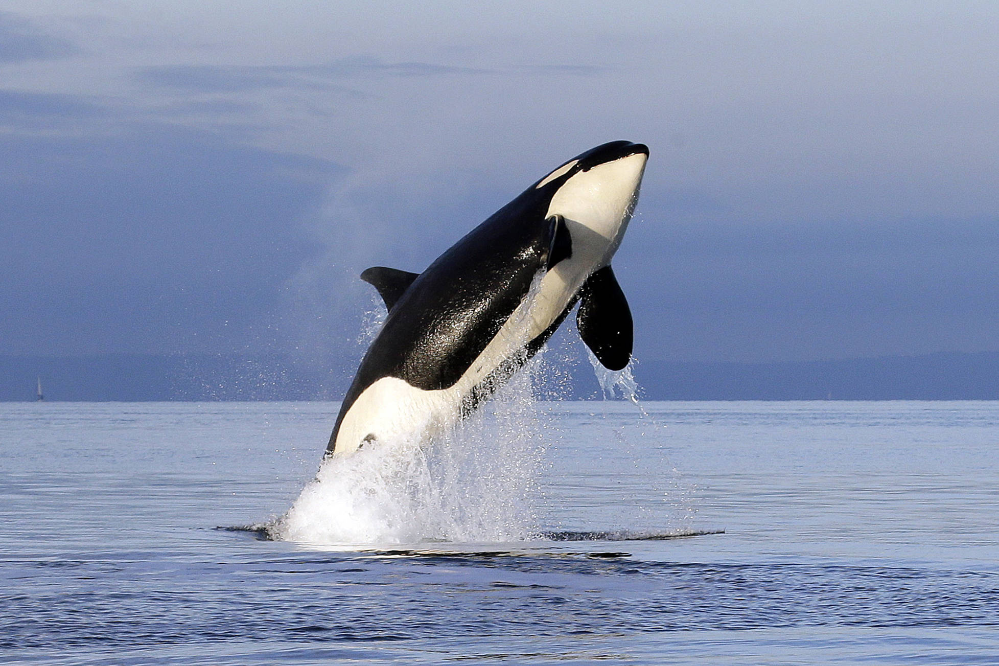 Scientists ID another possible threat to orcas: pink salmon