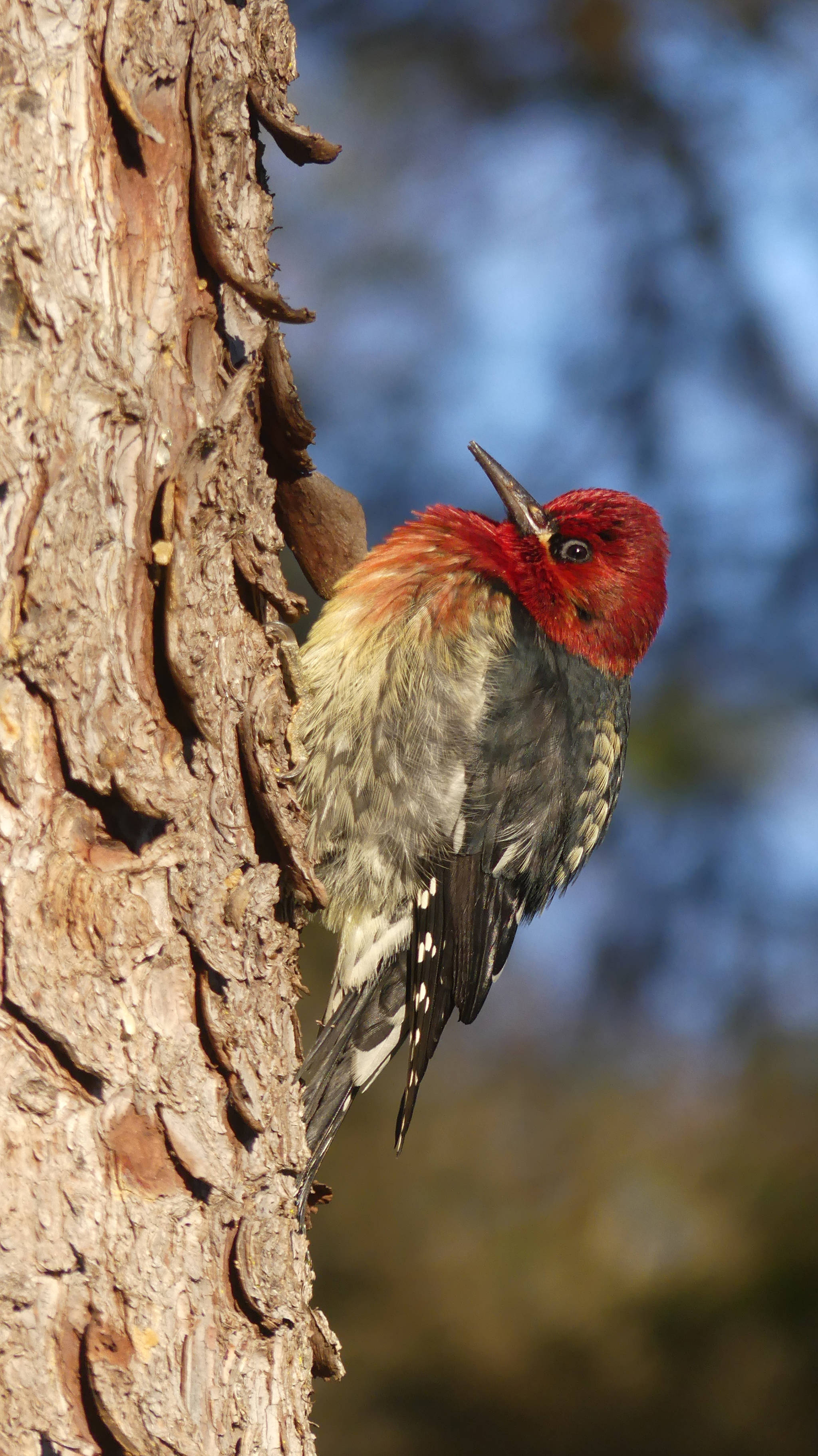 A red-breasted sapsucker with extra fluffy plumage in Juneau. (Courtesy Photo | John Hudson)