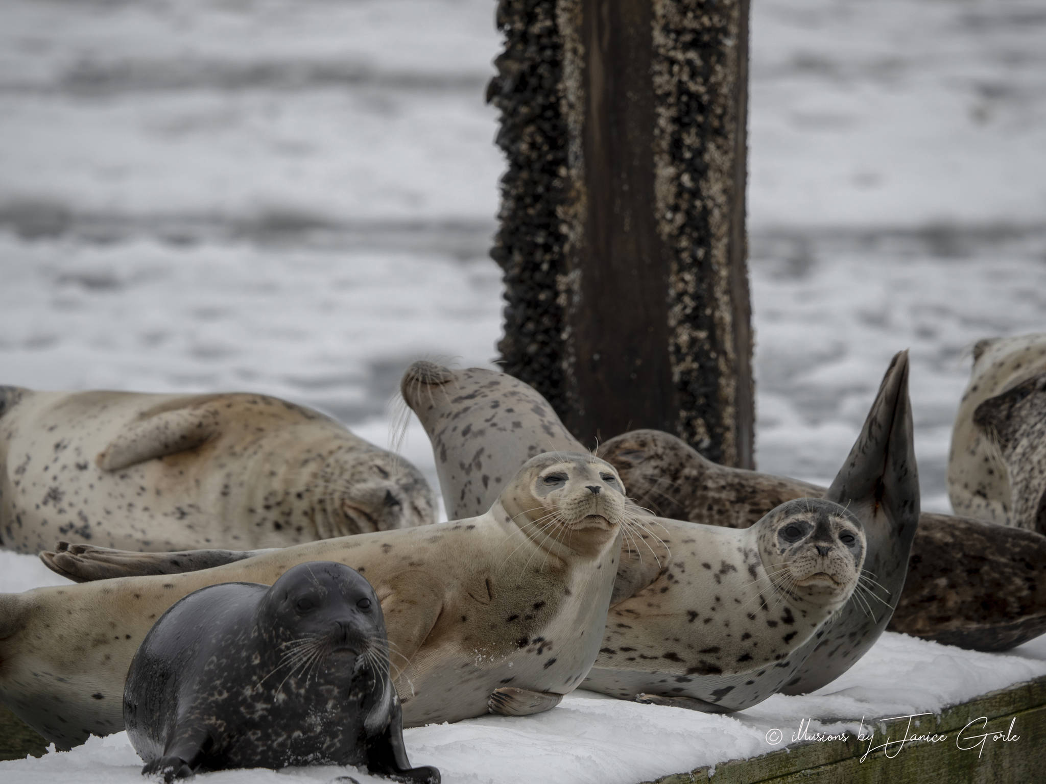 Harbor seals relax on a dock on Feb. 13, 2019. (Courtesy Photo | Janice Gorle)