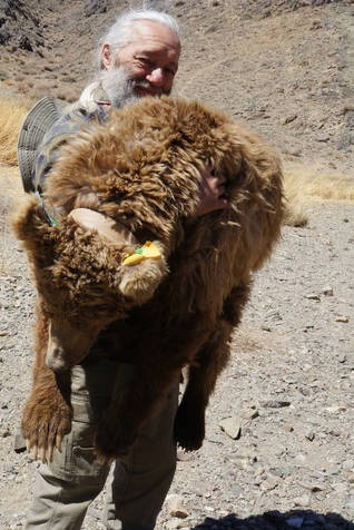 LaVern Beier holds up an unconscious Gobi bear in the Gobi Desert during a trip to help the Gobi Bear Project in May 2018. (Courtesy Photo | LaVern Beier)