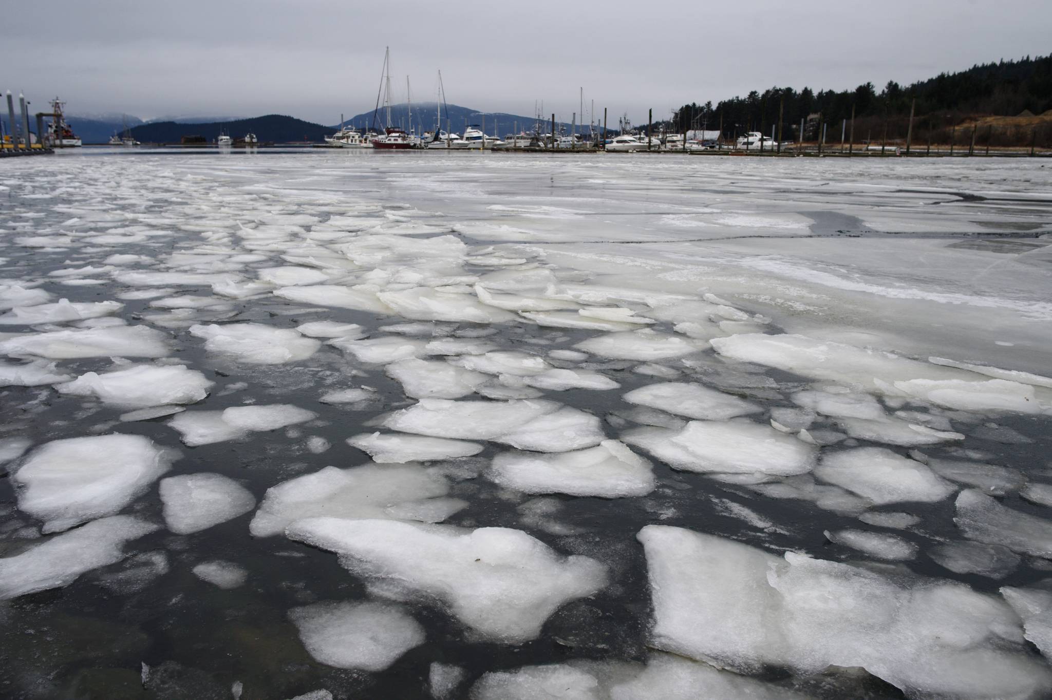 Ice builds up in the Don D. Statter boat harbor in Auke Bay on Monday, Feb. 4, 2019. (Michael Penn | Juneau Empire)