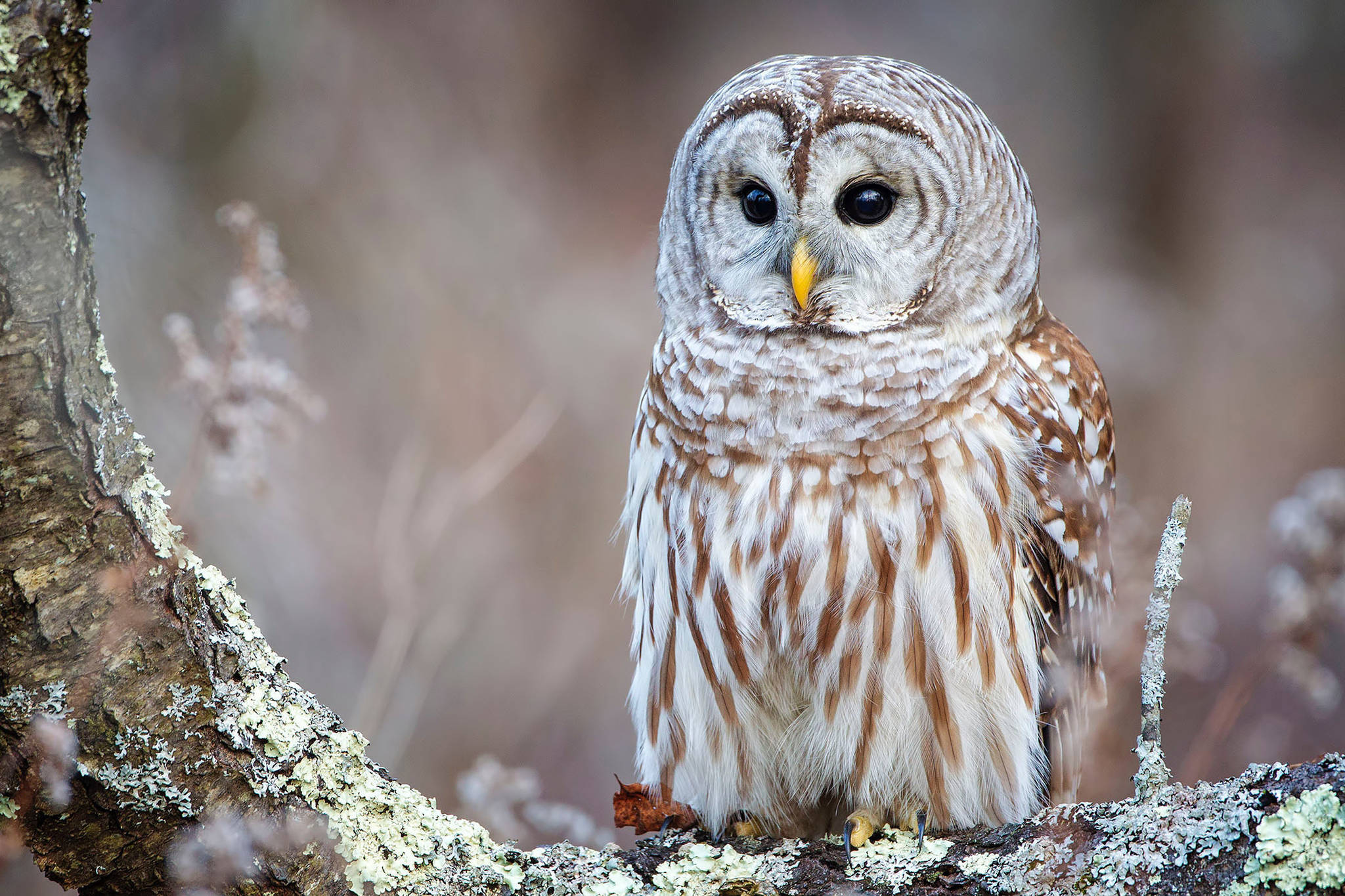 A short-eared owl. (Stock Photo | Unsplash)