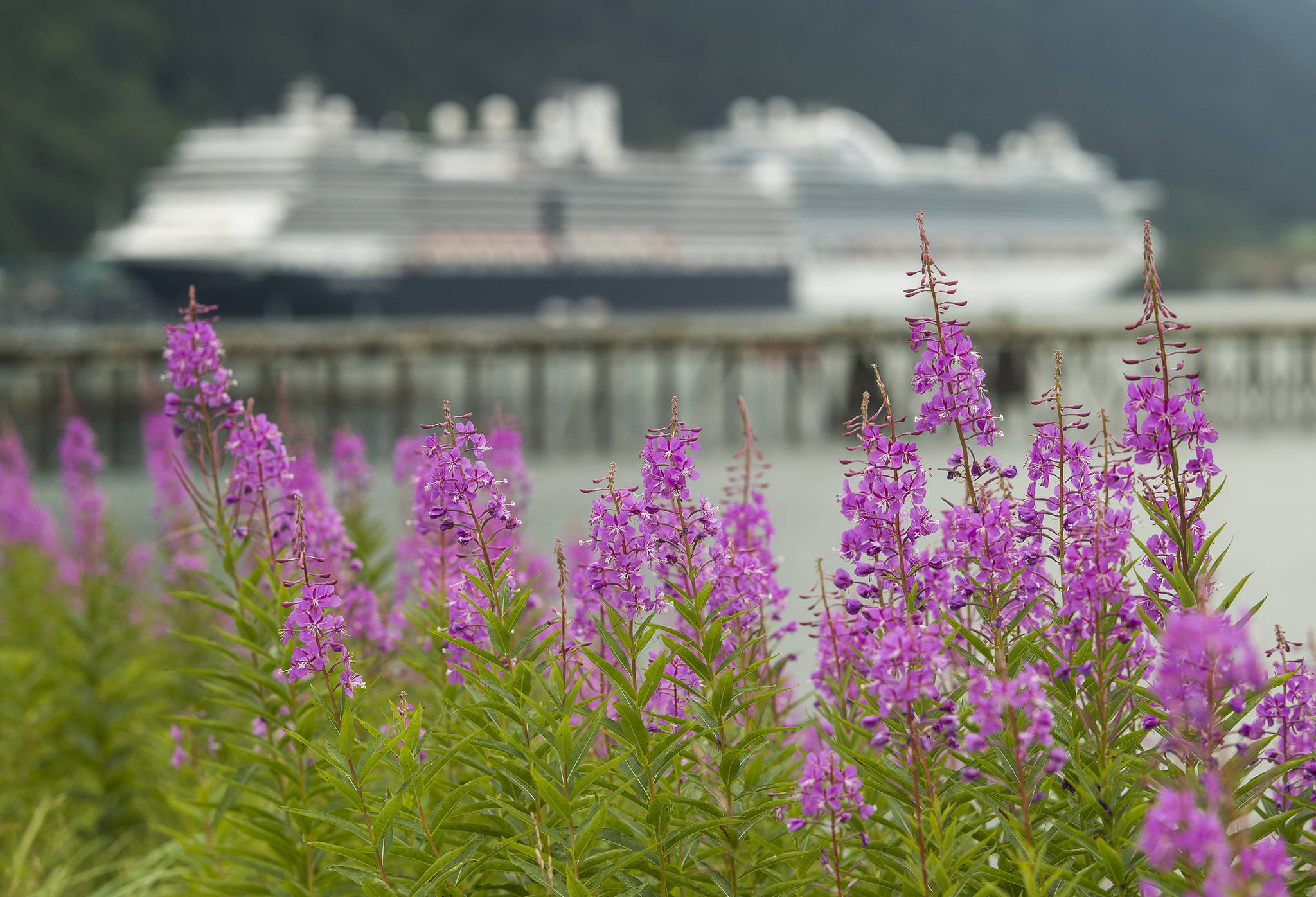 Fireweed blooms downtown against a backdrop of cruise ships on August 7, 2017. (Michael Penn | Juneau Empire File)