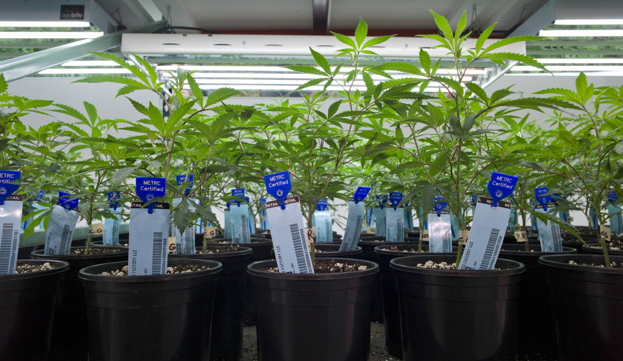 Young marijuana plants grow indoors under lights at the Fireweed Factory in Juneau on Tuesday, March 14, 2017. (Michael Penn | Juneau Empire File)