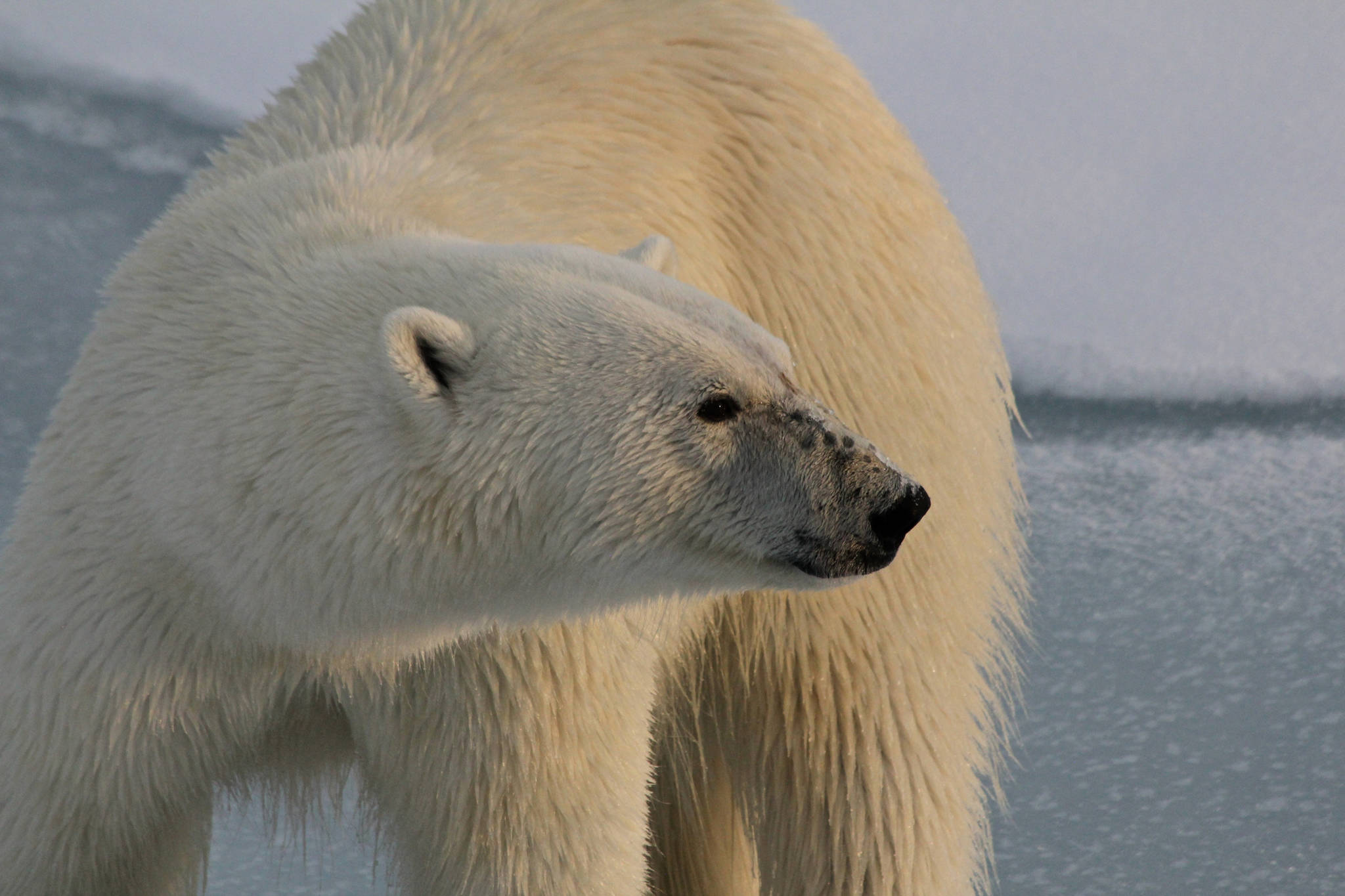 A polar bear along the eastern coast of Greenland. (Unsplash Stock Photo)