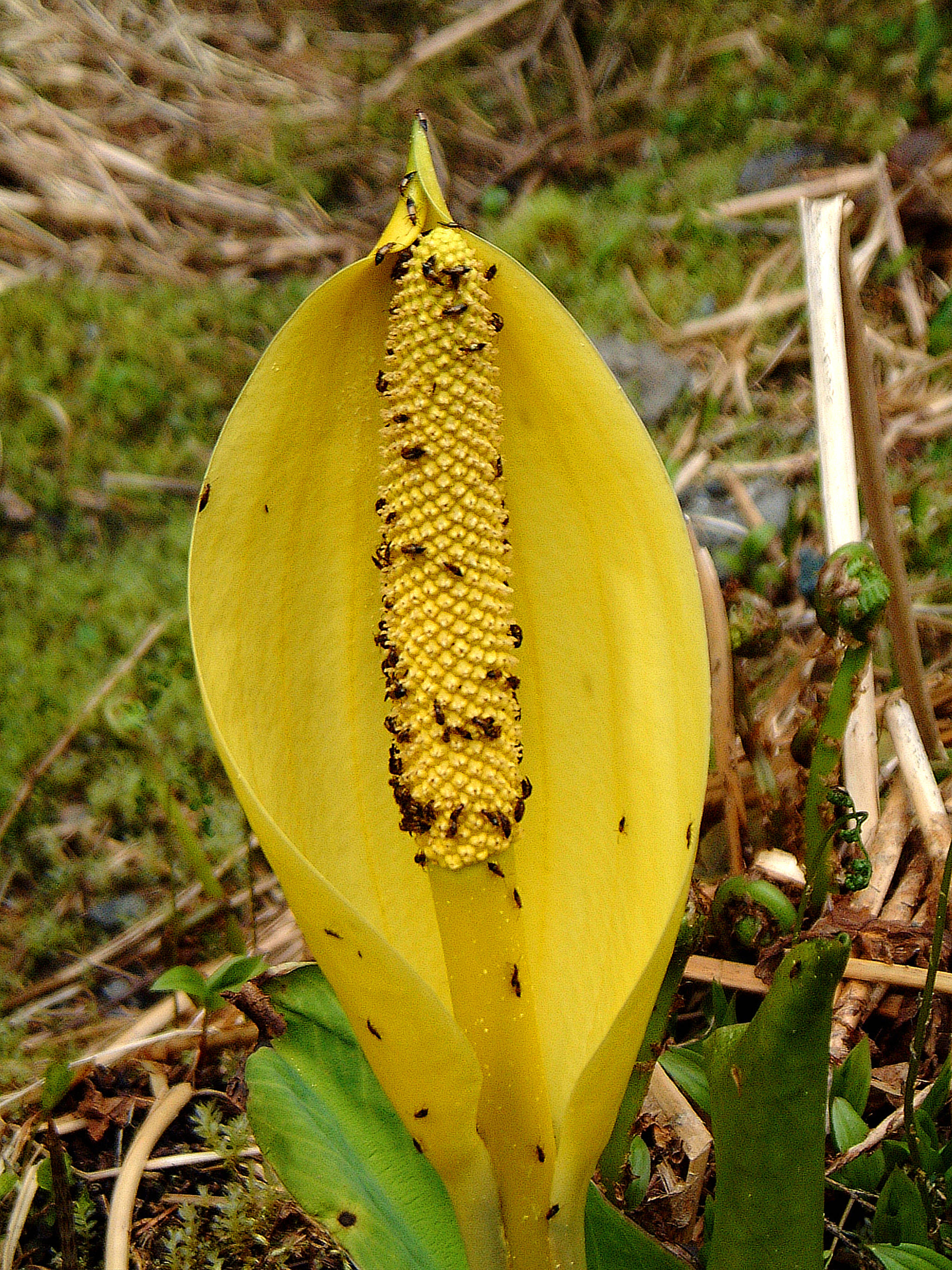 A locally common rove beetle visits skunk cabbage inflorescences, feeding and mating there. (Courtesy Photo | Bob Armstrong)