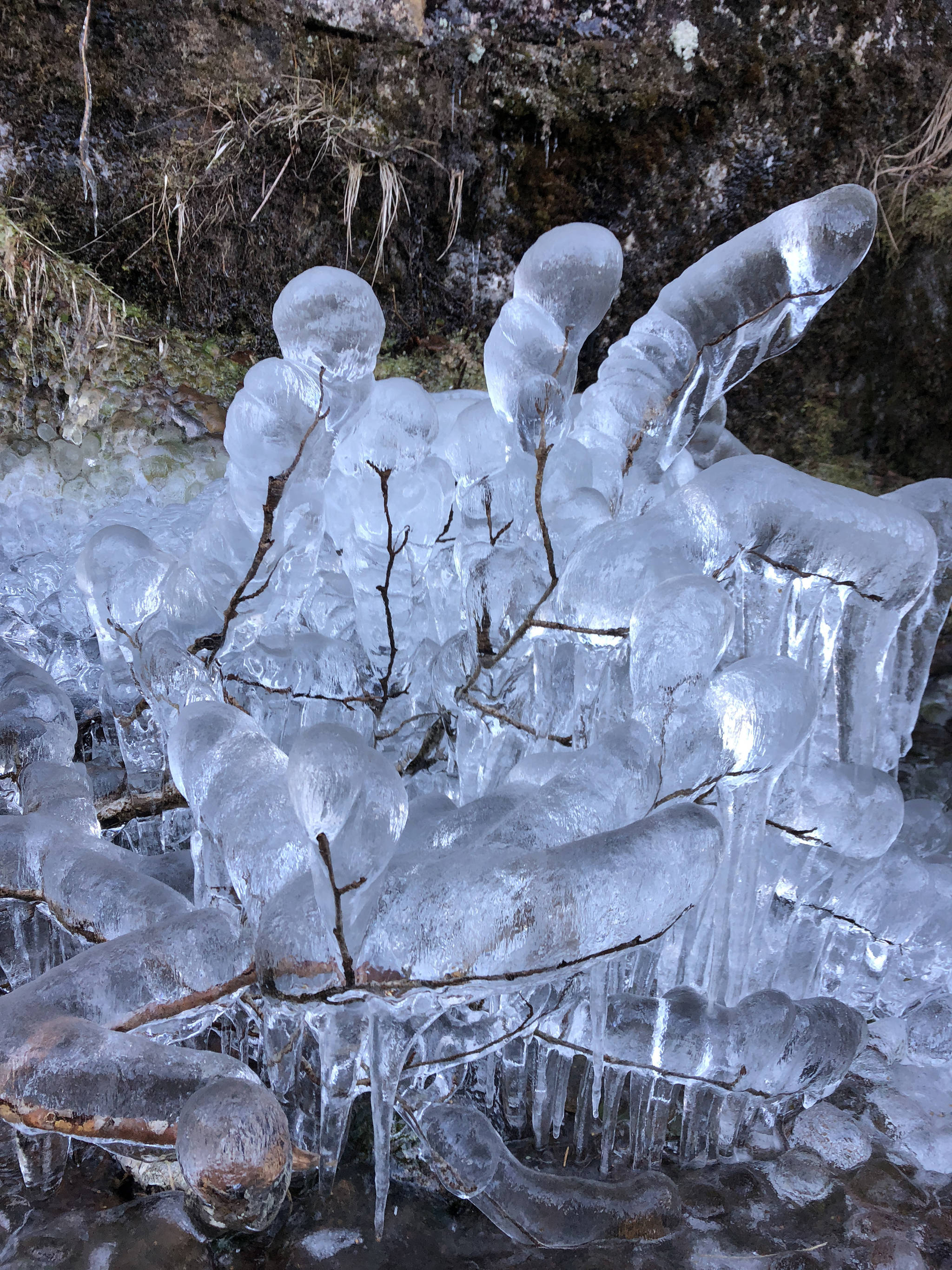 People may have seen these twigs, but not coated in ice and not on the day the author did. That’s reason to be happy. (Jeff Lund | For the Juneau Empire)