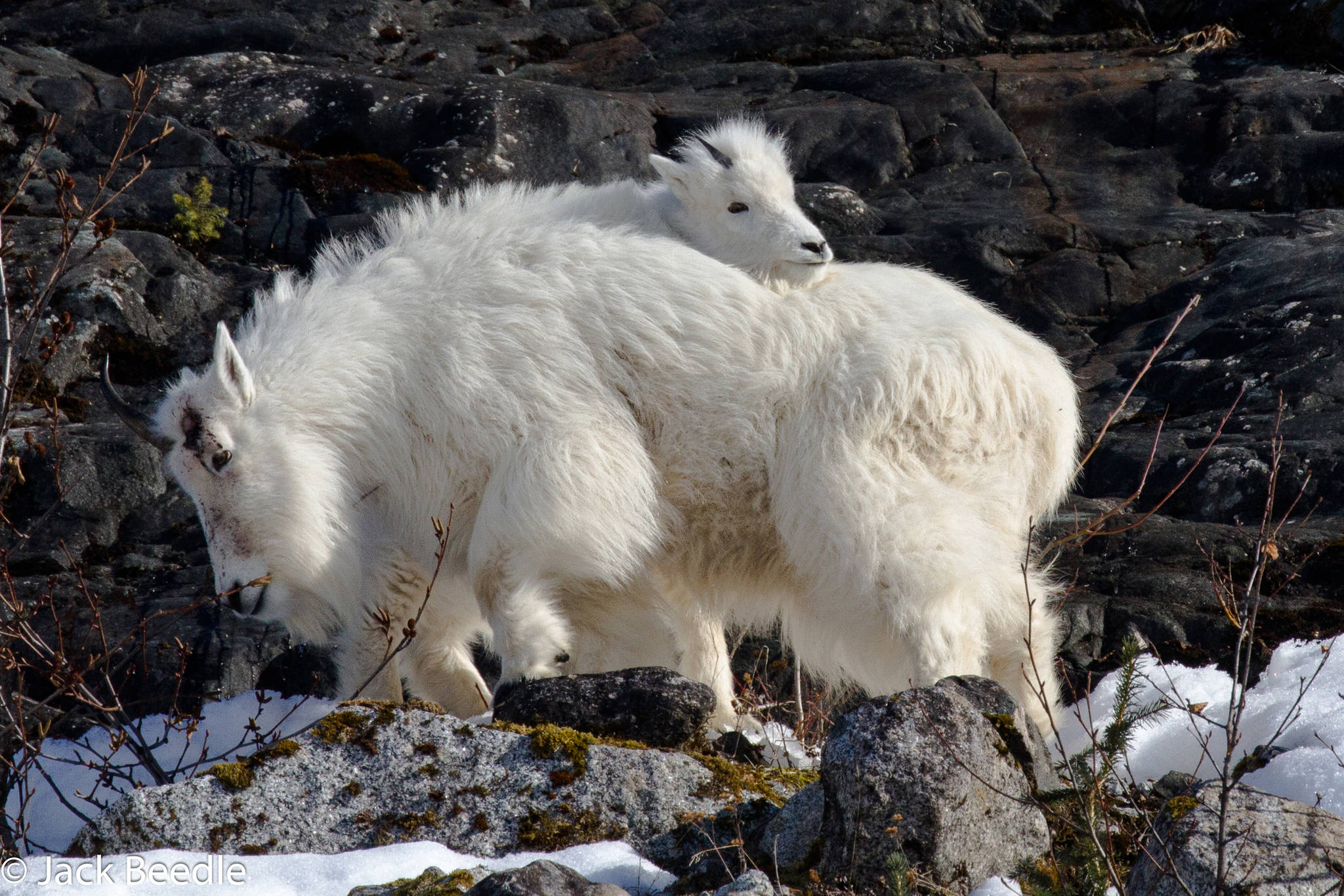 A nanny goat with a broken-off horn gets a back rub from her kid at the Mendenhall Glacier on March 6, 2019. (Courtesy Photo | Jack Beedle)