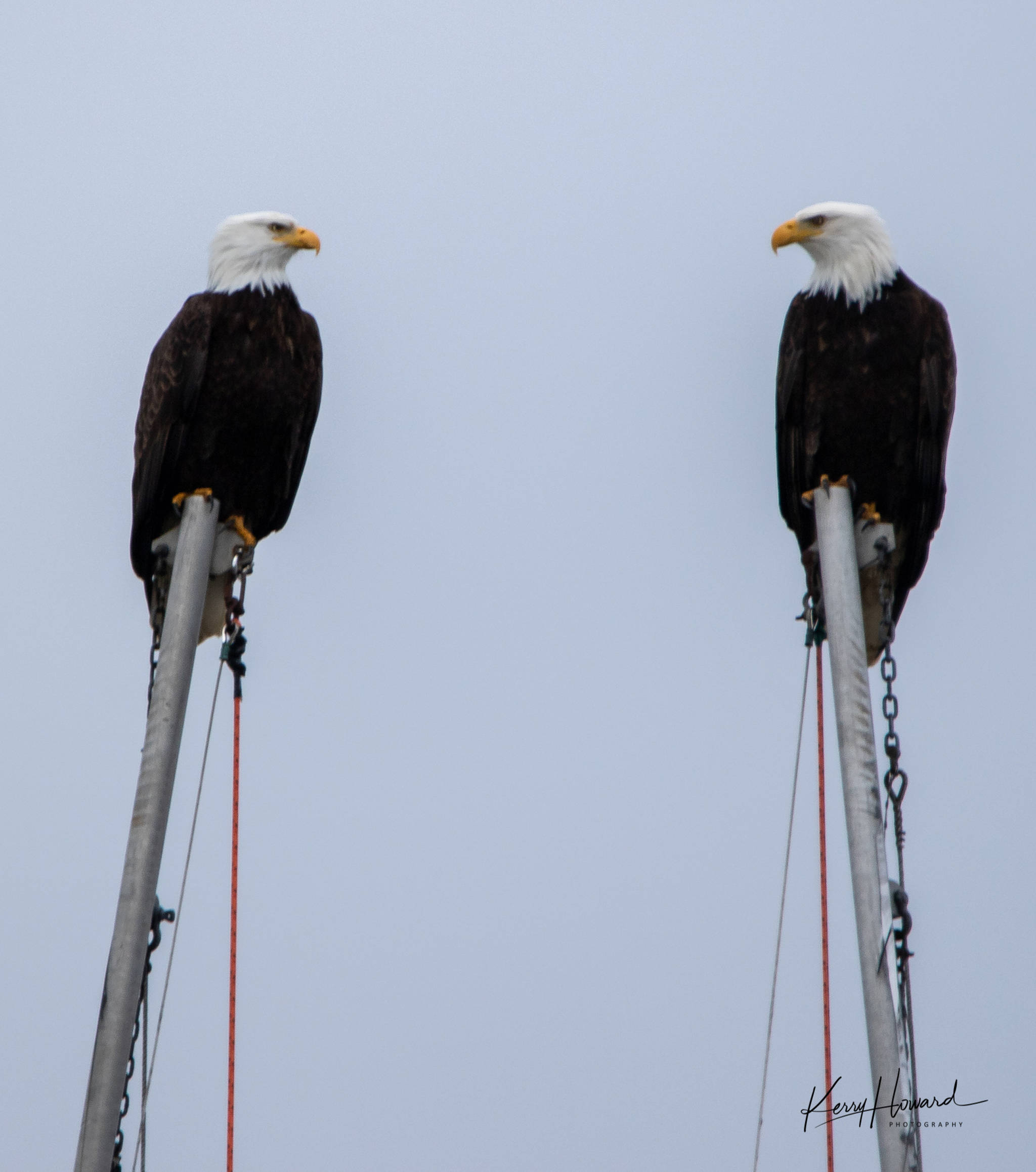 Bald eagle bookends in the boat harbor on March 11, 2019. (Courtesy Photo | Kerry Howard)