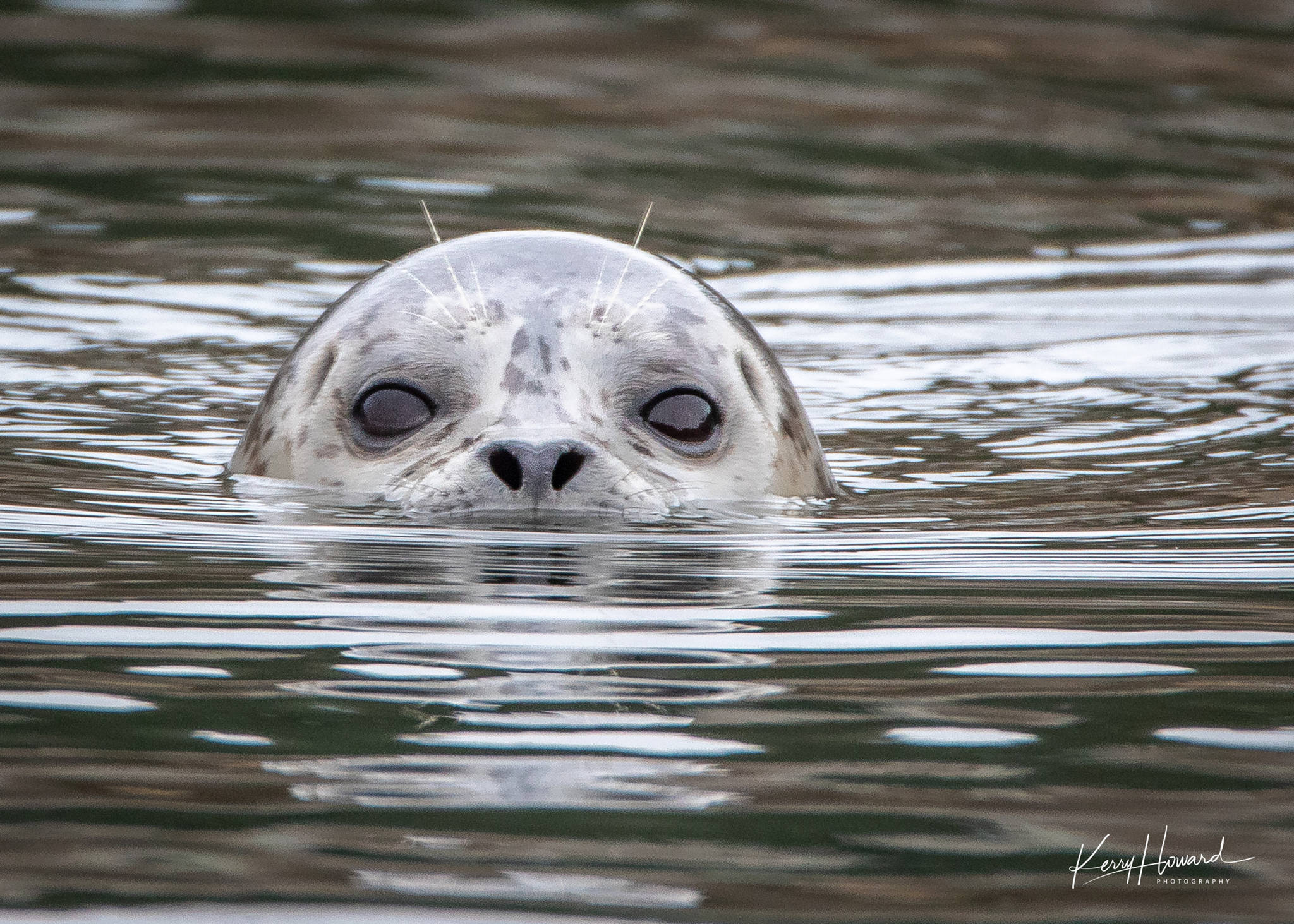 A harbor seal cruising by in Auke Bay on March 14, 2019. (Courtesy Photo | Kerry Howard)
