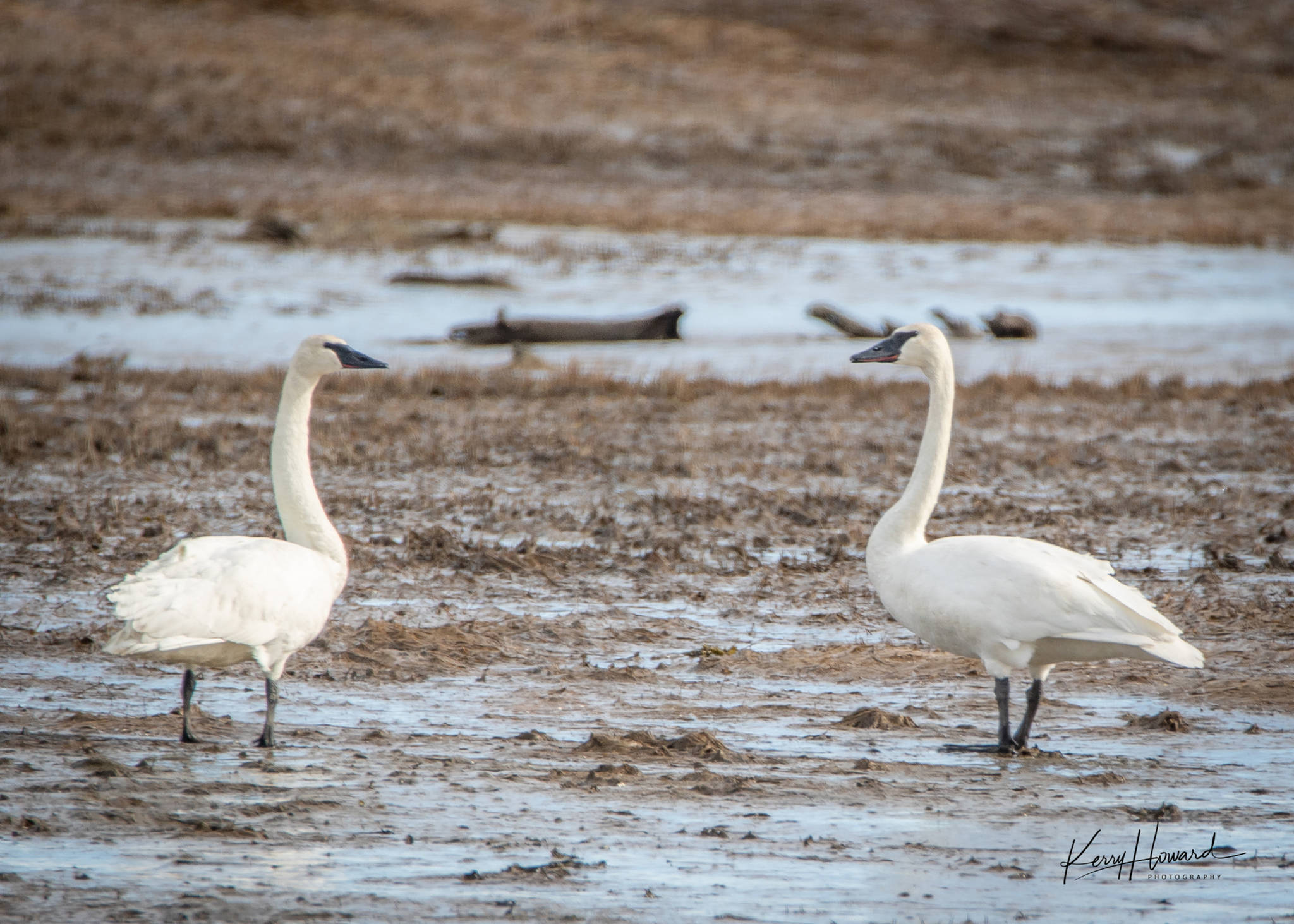 Trumpeter swans stop in the wetlands on their northward migration on March 18, 2019. (Courtesy Photo | Kerry Howard)