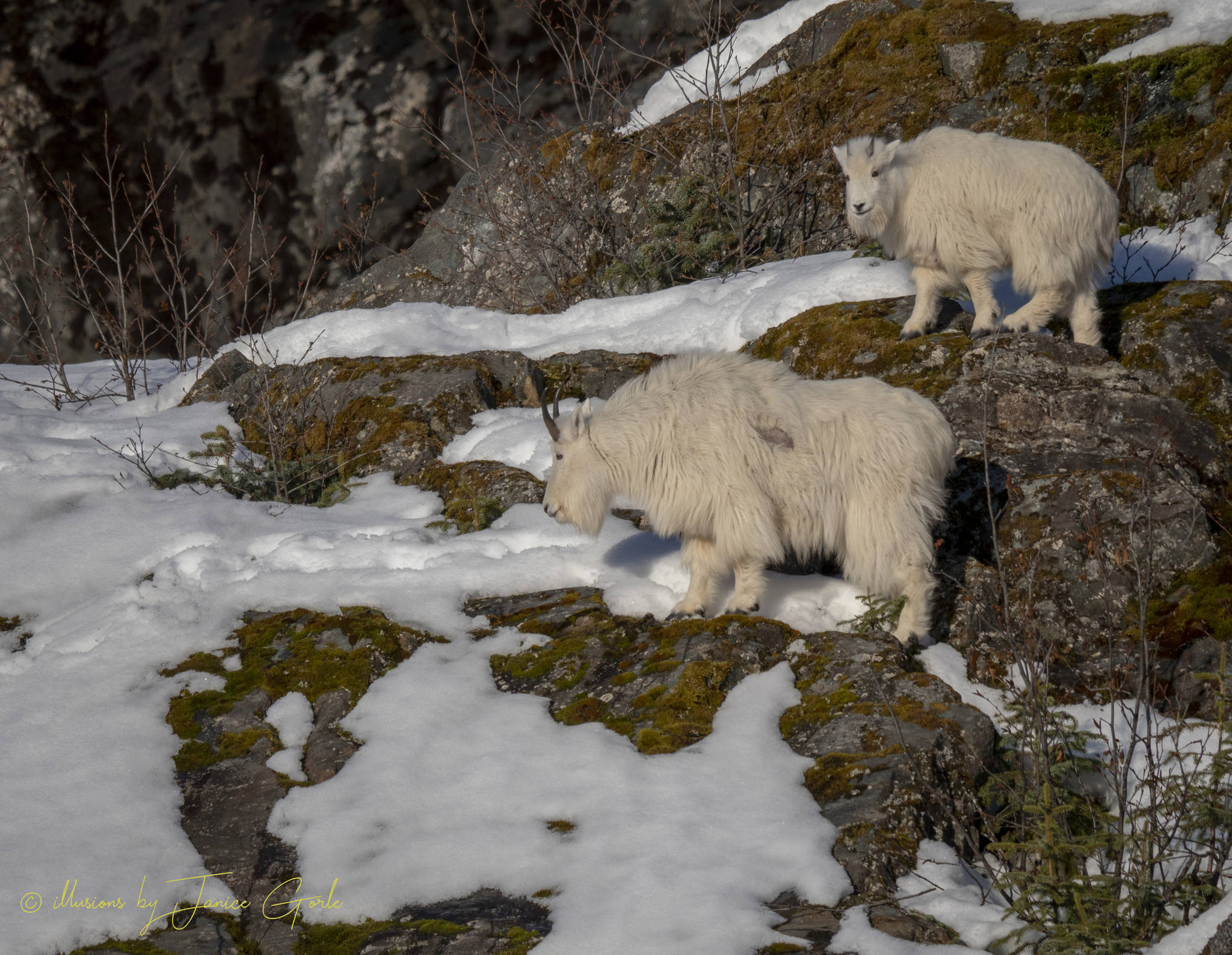 Mountain goats enjoy lichens. (Courtesy Photo | Janice Gorle)