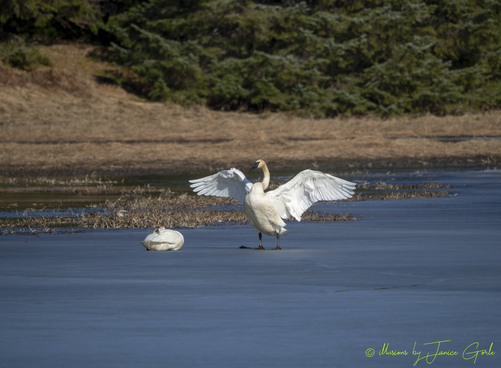 Trumpeter swans enjoy the ice. (Courtesy Photo | Janice Gorle)