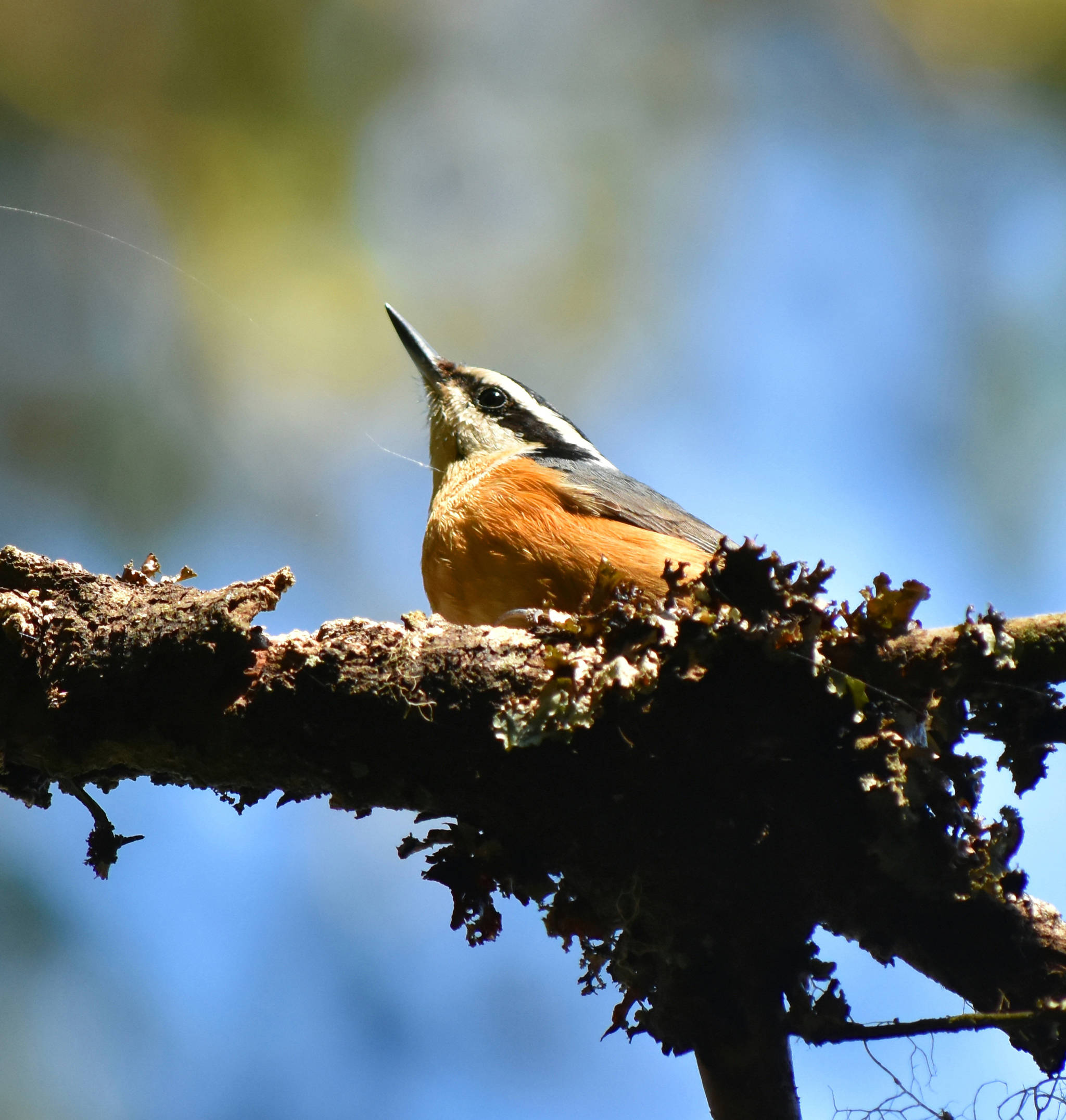 A red-breasted nuthatch enjoys some sun on March 24. (Courtesy Photo | Linda Shaw)