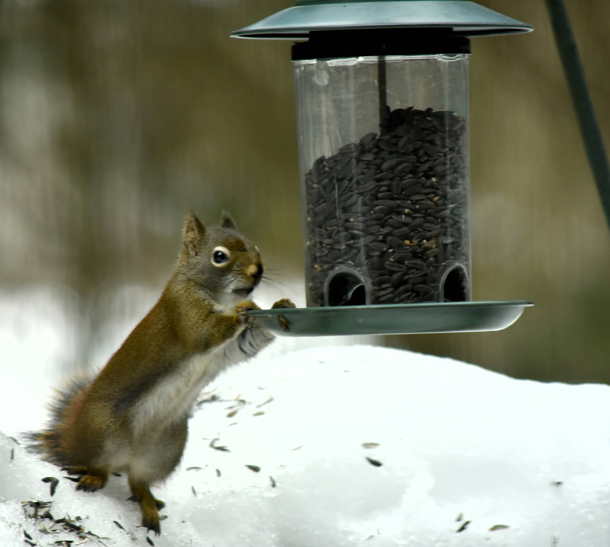 A red squirrel raids a bird feeder on March 2, 2019. (Courtesy Photo | Linda Shaw)