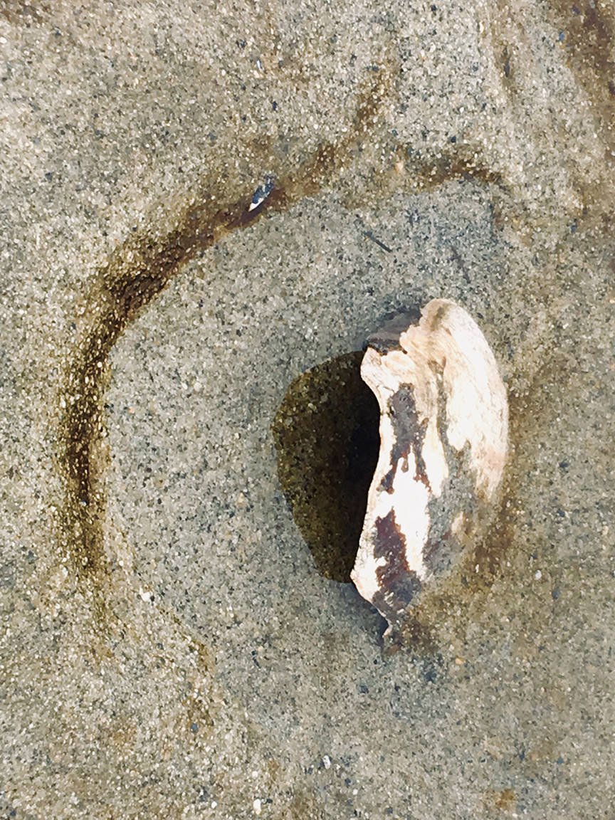 Seashell and seaweed form a pattern on Boy Scout Beach, March 22, 2019. (Courtesy Photo | Denise Carroll)