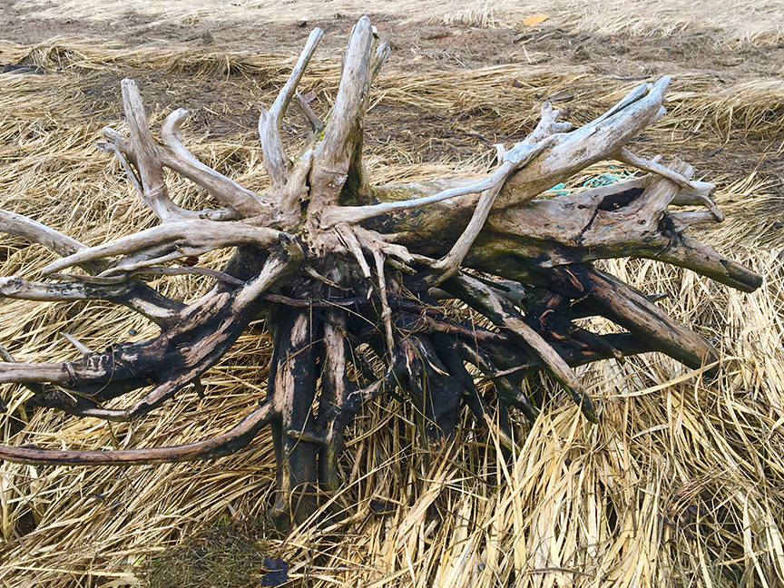 A starburst of driftwood on Boy Scout Beach, March 22, 2019. (Courtesy Photo | Denise Carroll)