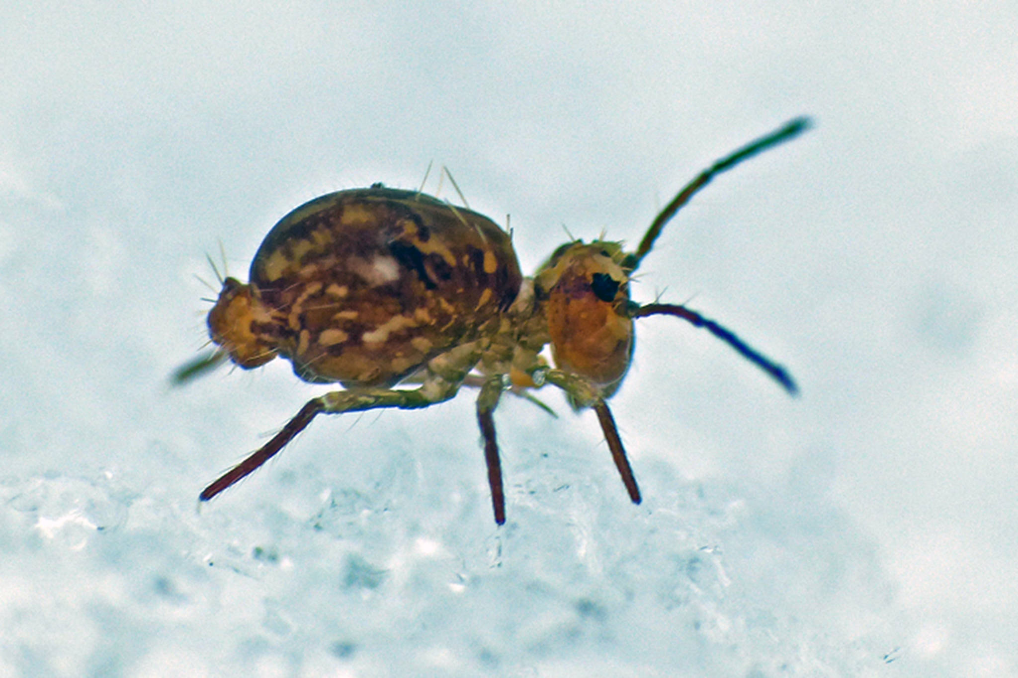 A springtail walks on snow in February. (Courtesy Photo | Bob Armstrong)