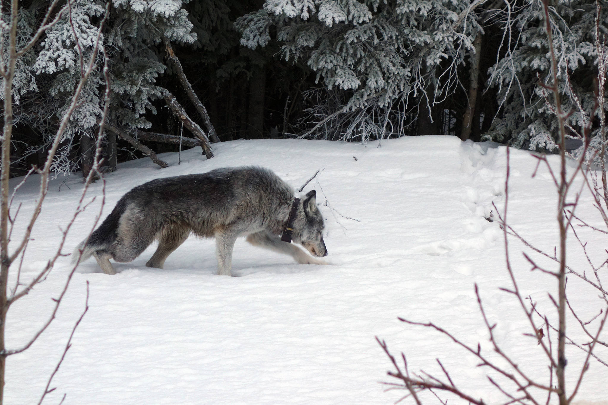 A 9-year-old female wolf with a satellite collar limps alongside the highway near Denali National Park in February. (Courtesy photo | Ned Rozell)