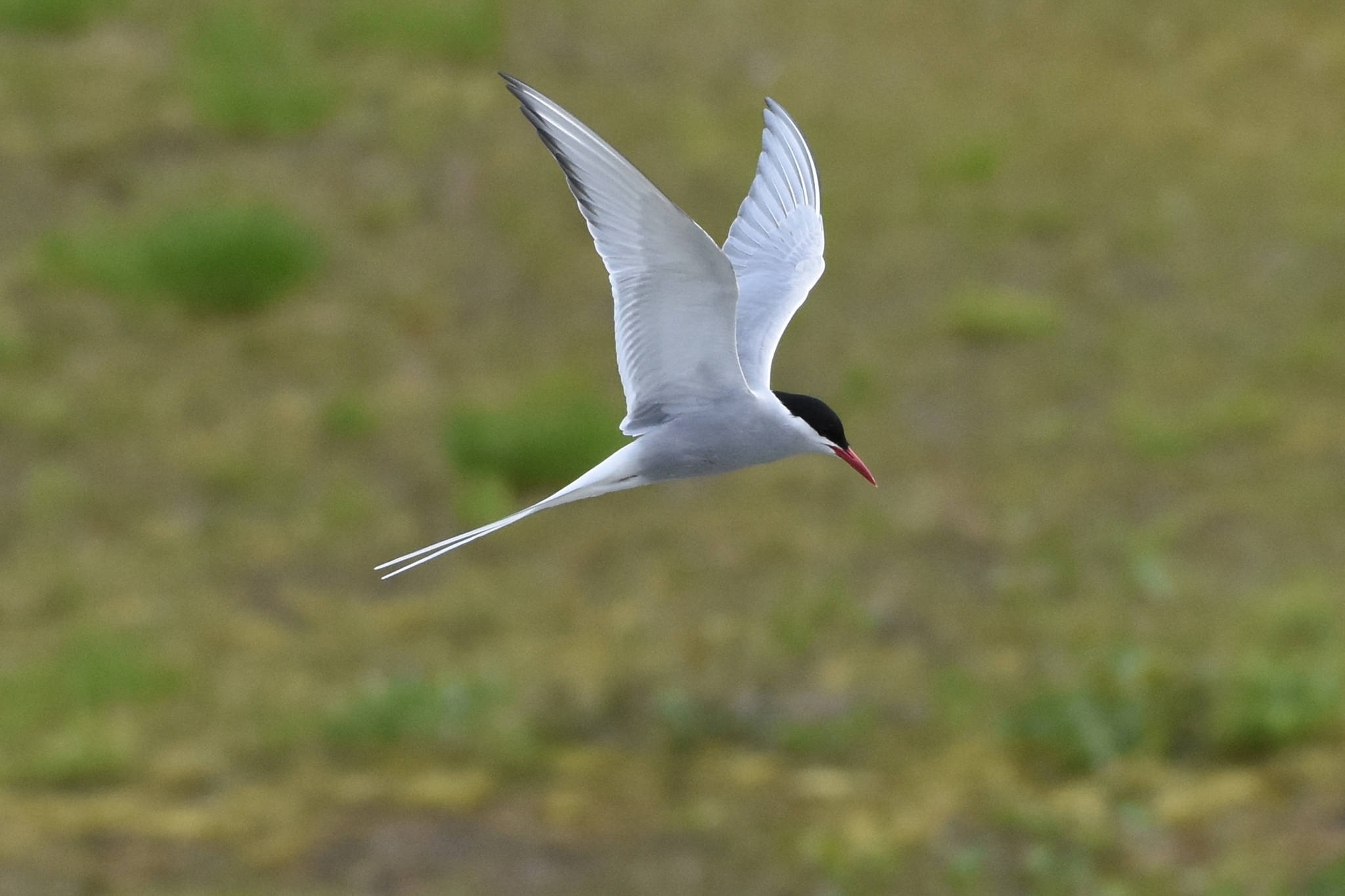 An adult Arctic tern flies near Photo Point near Mendenhall Glacier Visitor Center. The birds form colonies near the center from April to August. (Courtesy Photo | Gwen Baluss)