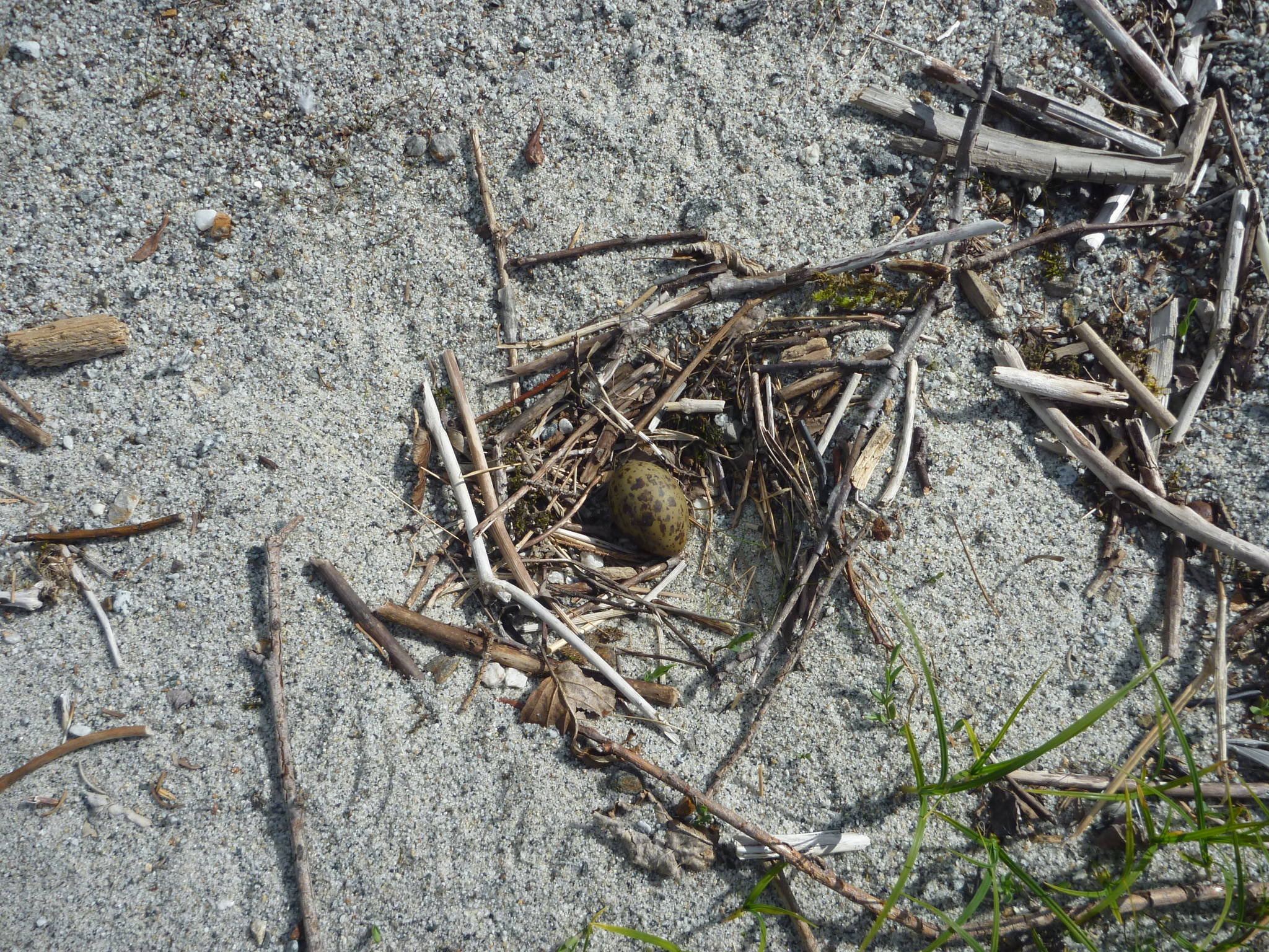 An Arctic tern nest is untended near the Nugget Falls Trail near Mendenhall Glacier. (Courtesy Photo | U.S. Forest Service)