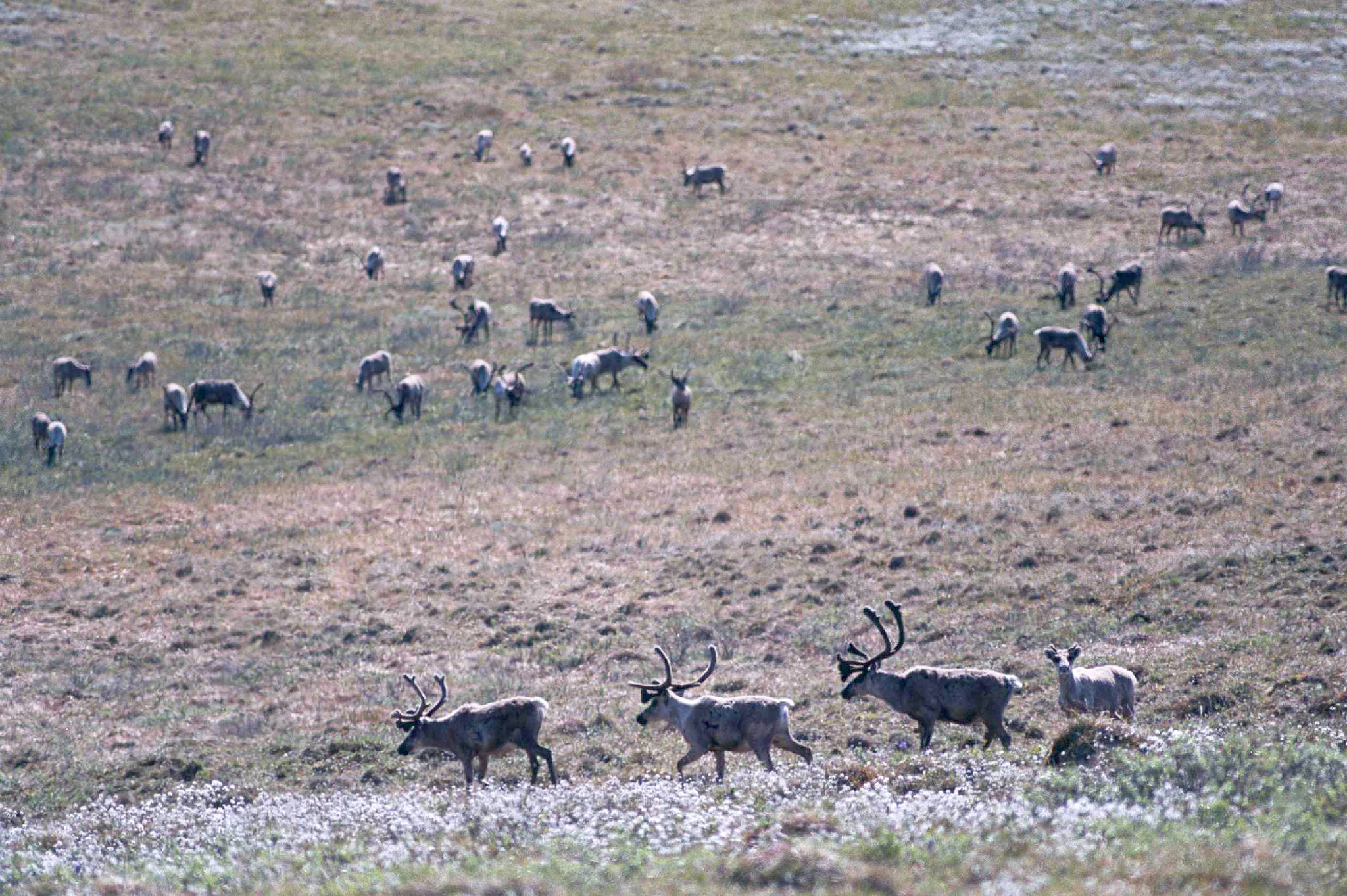In this file photo, caribou graze on the greening tundra of the Arctic National Wildlife Refuge in northeast Alaska in June, 2001. (Michael Penn | Juneau Empire File)