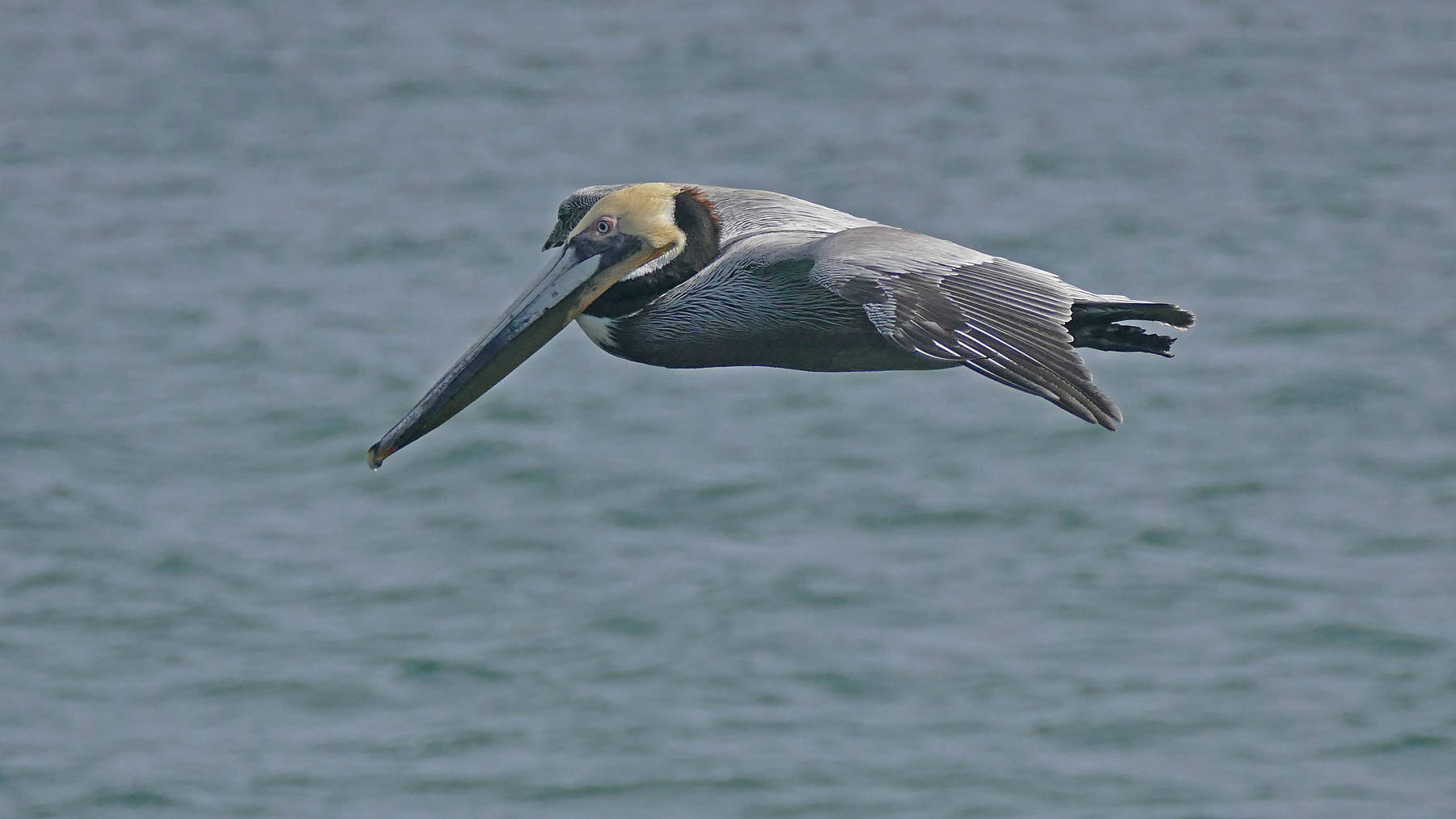 Brown pelicans are common on the docks, on the beaches, and plunging into schools of sardines. (Courtesy Photo | Bob Armstrong)