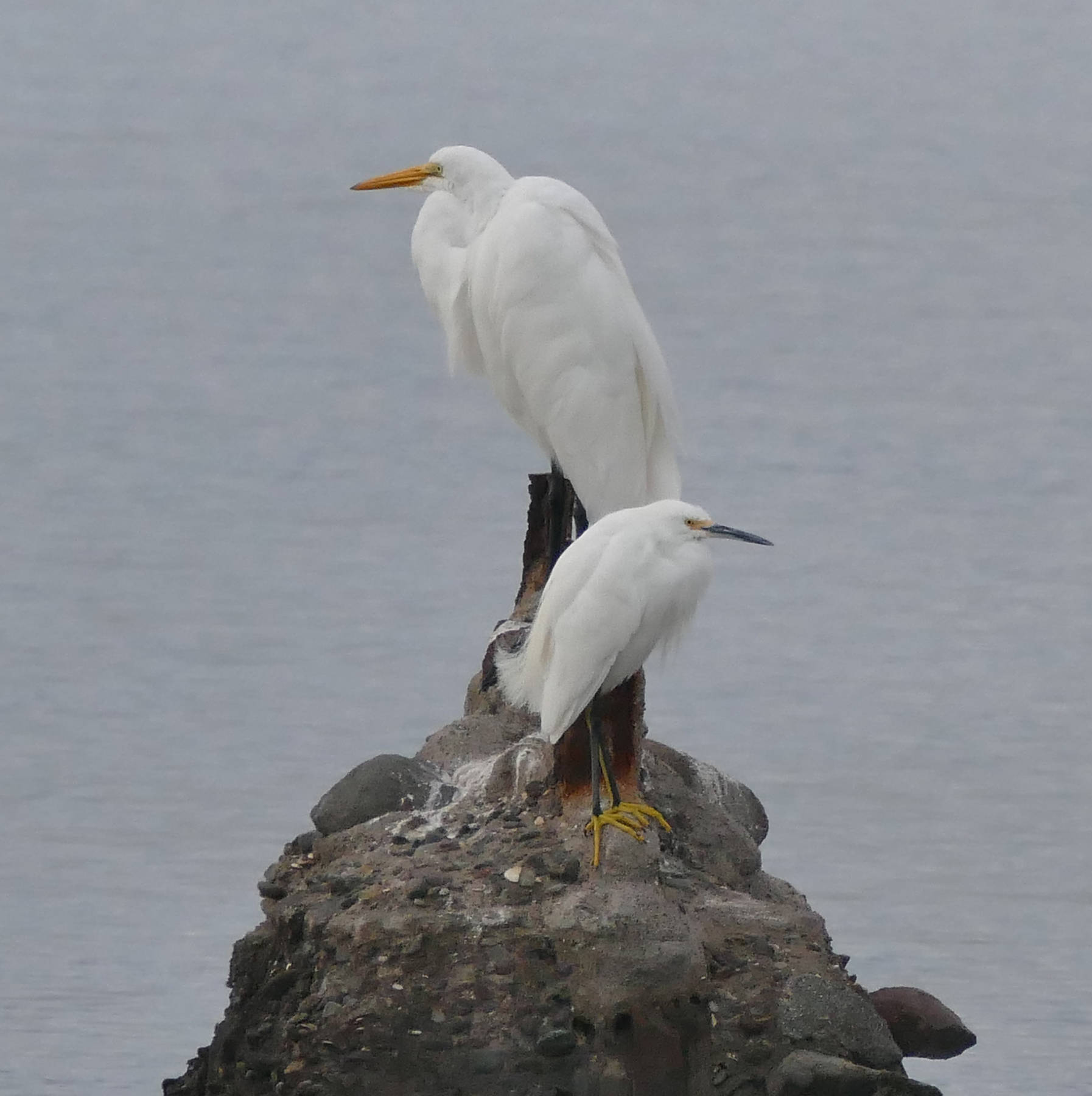 Great egrets and snowy egrets stalk the shallow intertidal zone and perch on the docks, sometimes cadging a handout from a human fisherperson. (Courtesy Photo | Bob Armstrong)