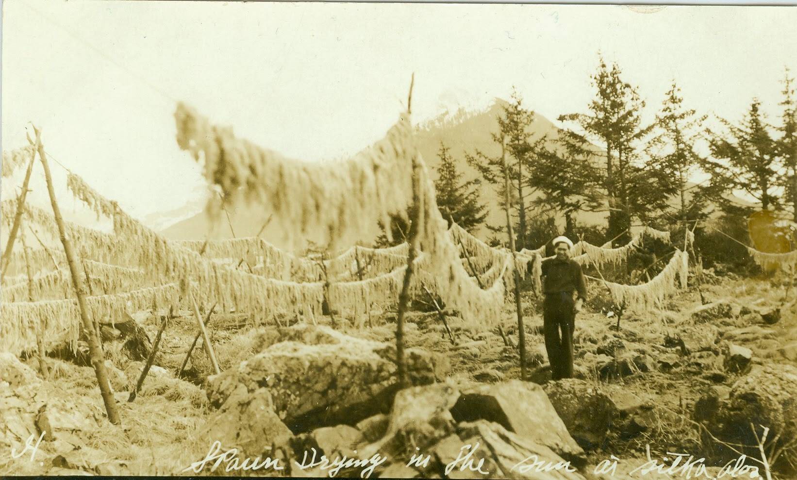 In this photo from the William L. Paul Sr. Archives, herring eggs dry on the beach in Sitka circa 1900 (Courtesy Photo | Sealaska Heritage Institute)