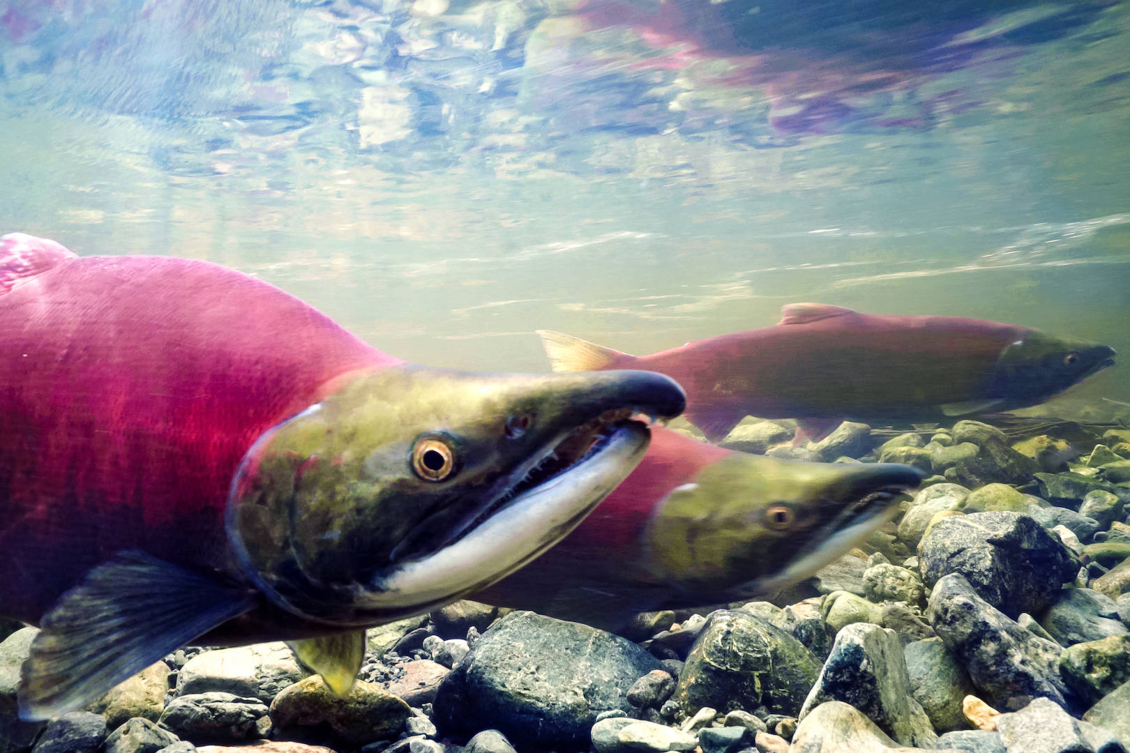 Scientists see improved ocean conditions for young salmon