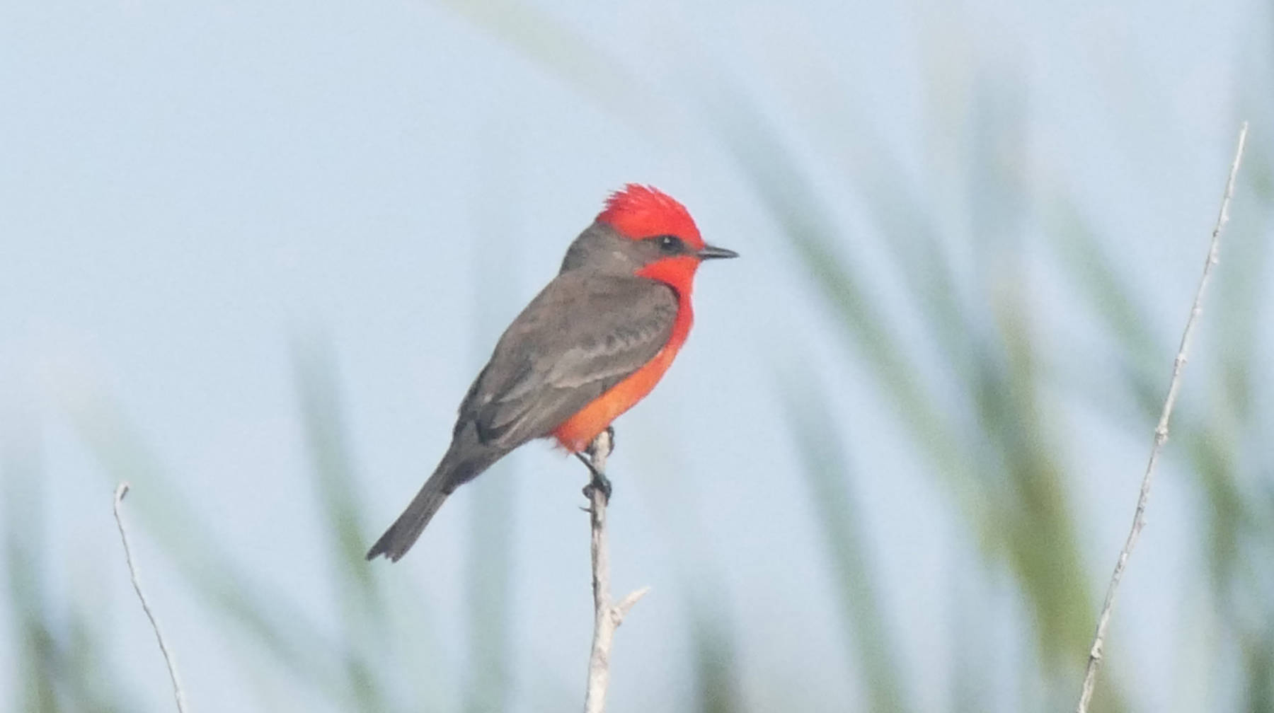 The vermilion flycatcher is common in the Loreto area; the showy red males are conspicuous in the shrubs. (Courtesy Photo | Bob Armstrong)