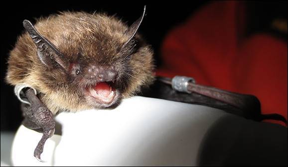 Little brown bats are found throughout Southeast Alaska. So far, none have been found with the deadly white-nose syndrome, but some bats were found with it in Western Washington in 2016. (Courtesy Photo | Alaska Department of Fish and Game)
