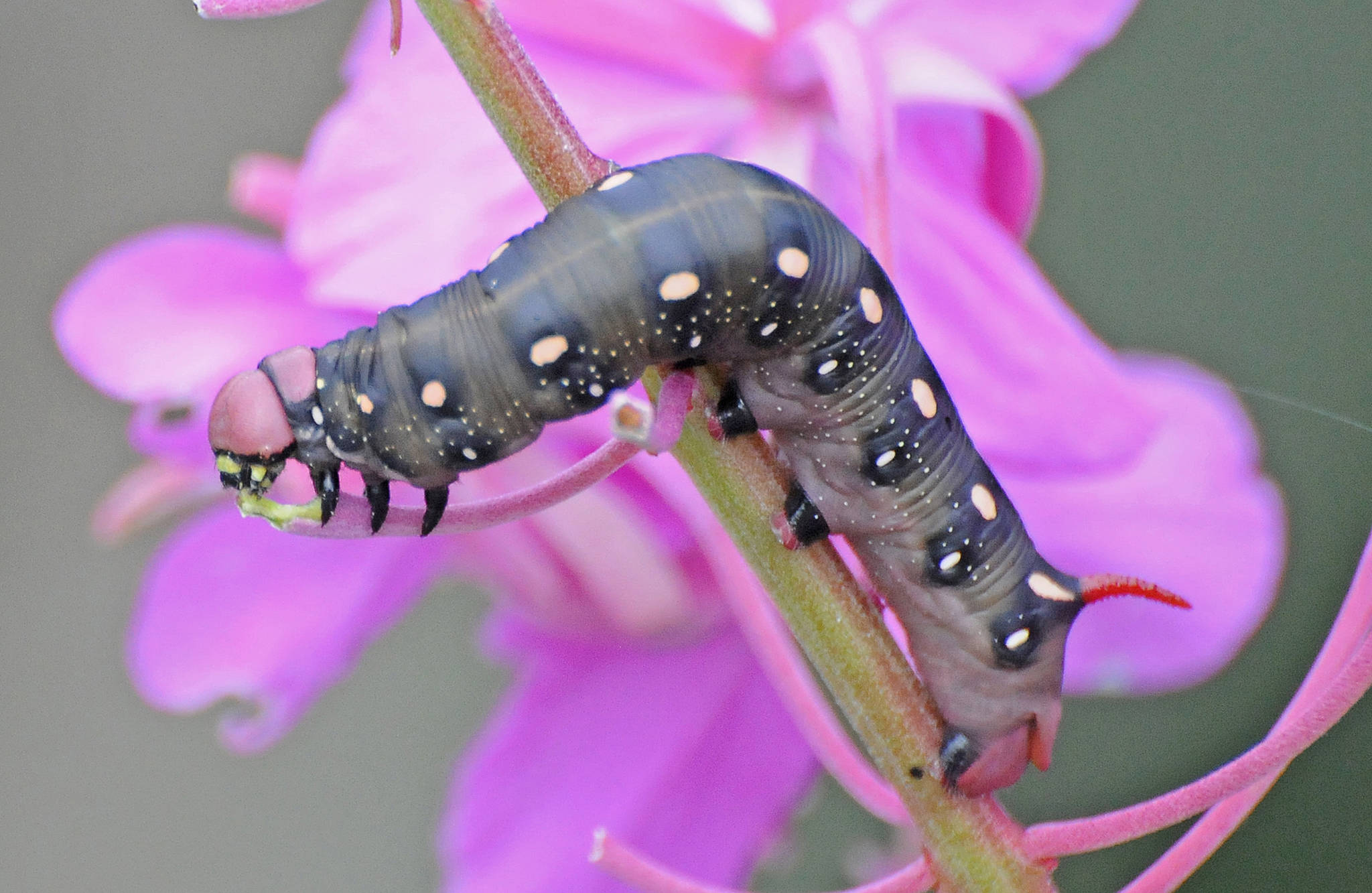 A hawk moth caterpillar (hornworm). (Courtesy Photo | Bob Armstrong)