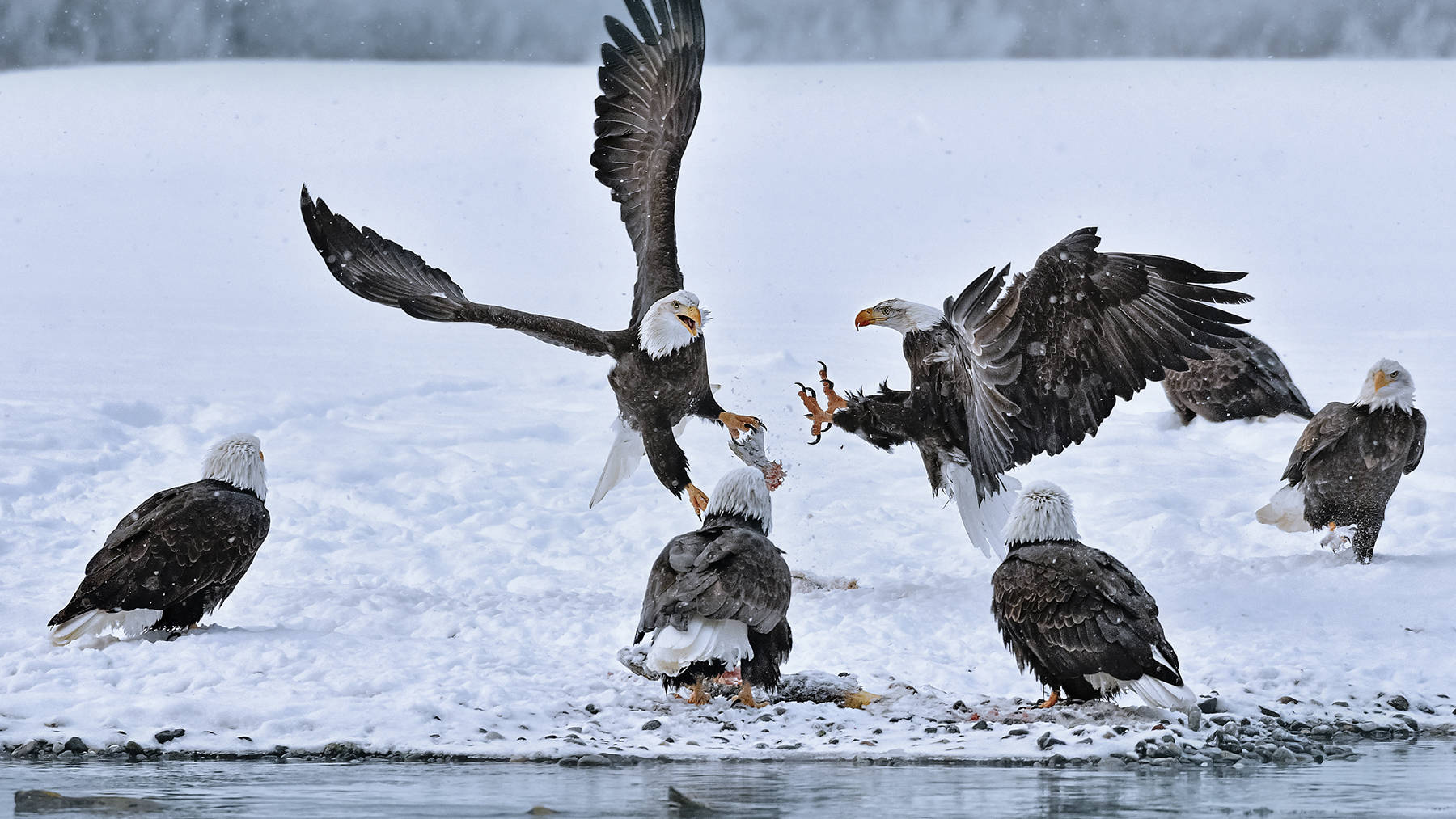 Eagles fight over fish in the Chilkat Valley. (Courtesy Photo | Brian Rivera Uncapher)