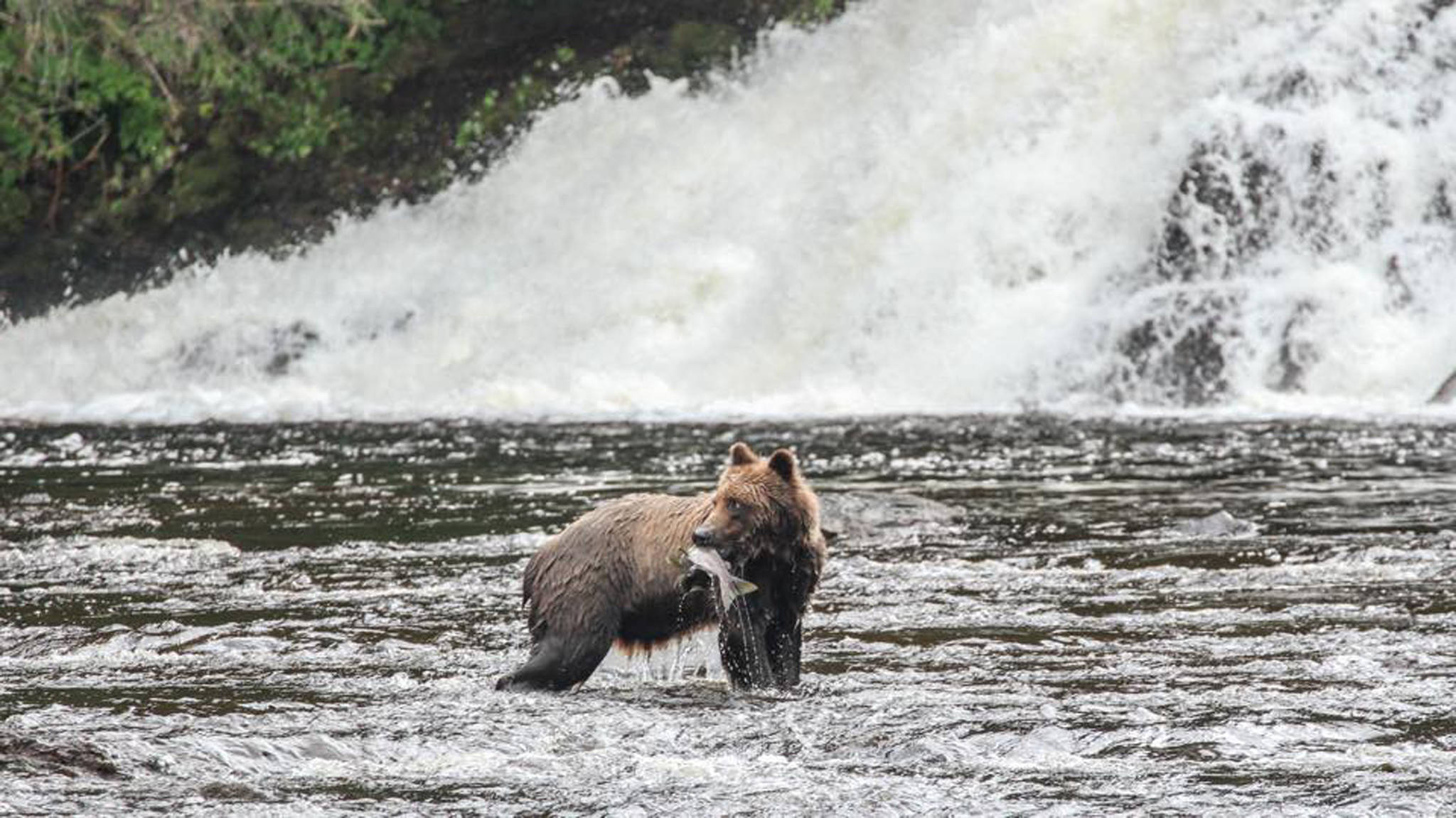 A Southeast bear snacks on salmon. (Courtesy Photo | Bear Creek Outfitters)