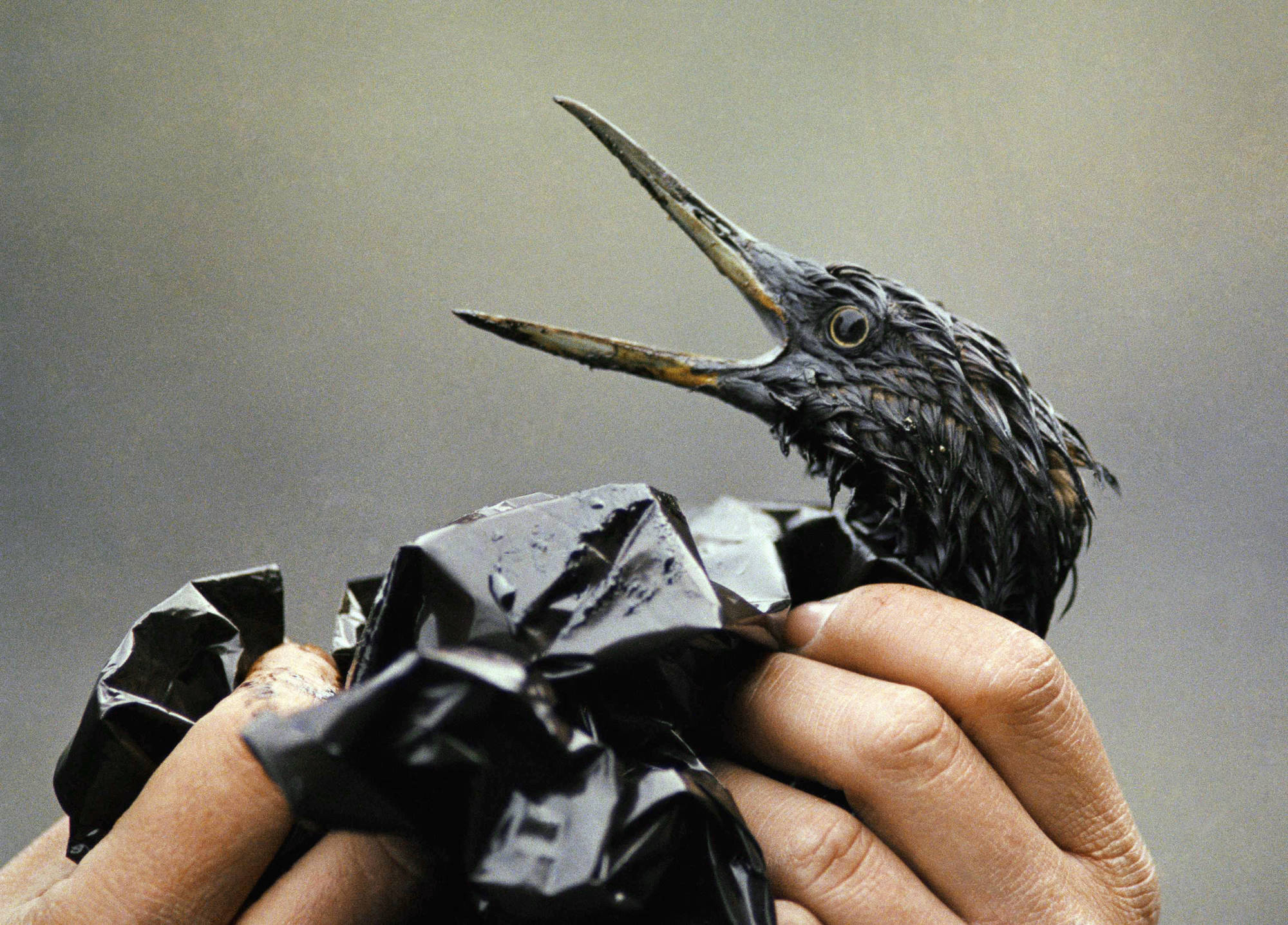 In this April 1989 photo, an oil covered bird is examined on an island in Prince William Sound, Alaska. The Exxon Valdez oil spill 30 years ago produced striking images of sea otters and birds soaked in oil and workers painstakingly washing crude off beaches. (Jack Smith | Associated Press File)