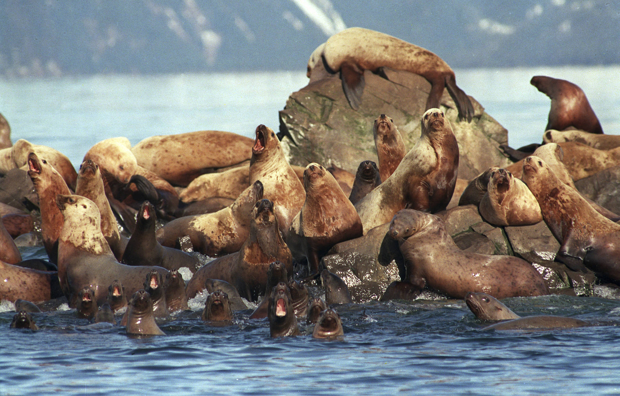 In this April 2, 1989 photo, sea lions get oil on them as they swim in the water and sit on the rock at Prince William Sound, Alaska. The Exxon Valdez oil spill 30 years ago produced striking images of sea otters and birds soaked in oil and workers painstakingly washing crude off beaches. (Jack Smith | Associated Press File)