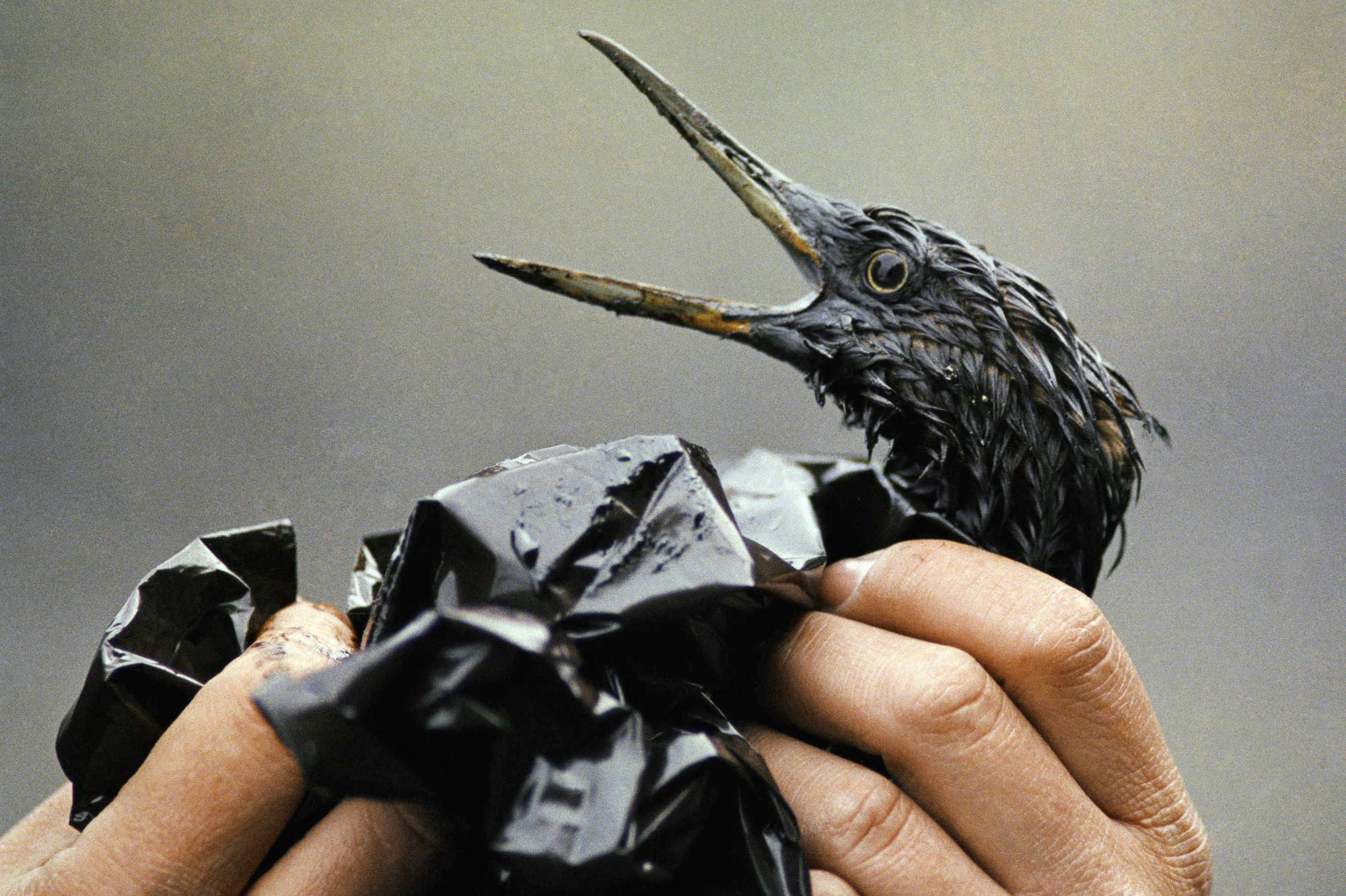 30th anniversary: Exxon Valdez oil spill inflicted lasting wounds